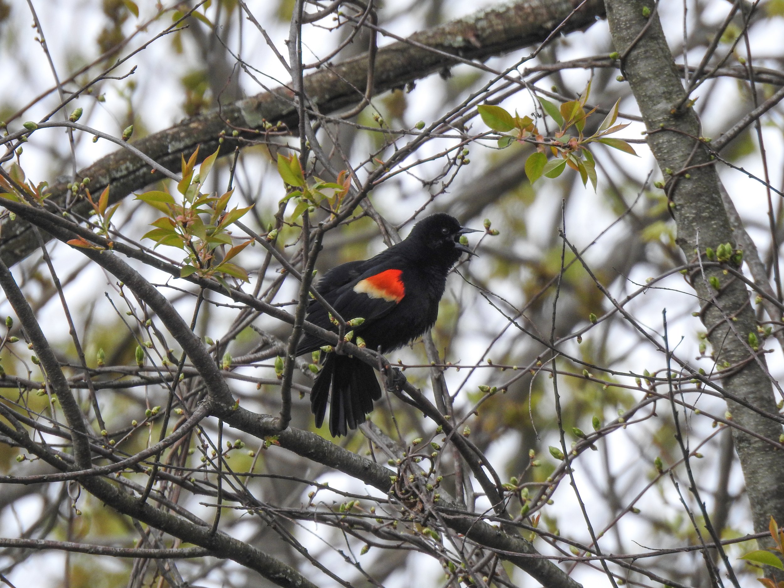  Red-winged Blackbird 