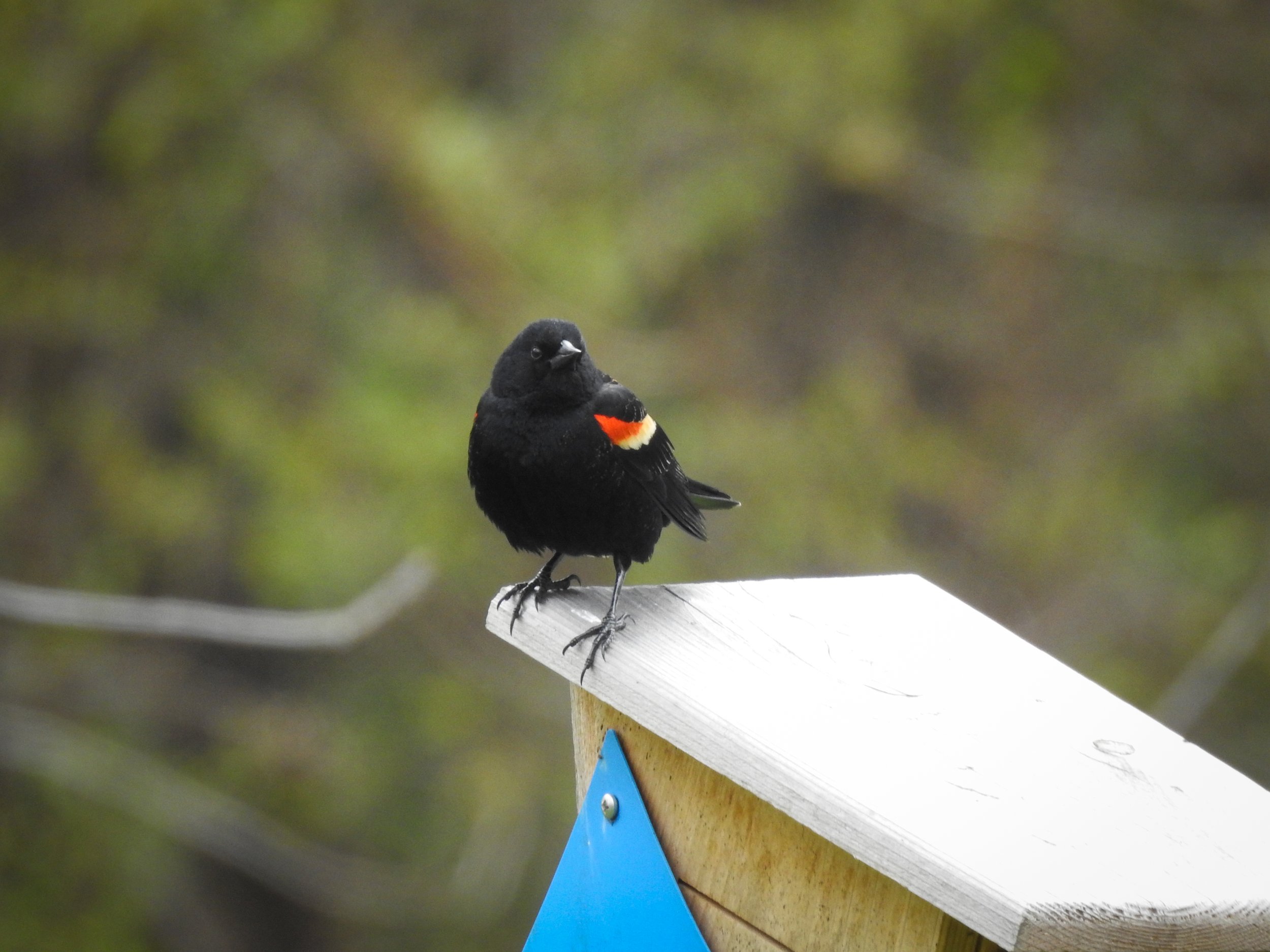  Red-winged Blackbird  