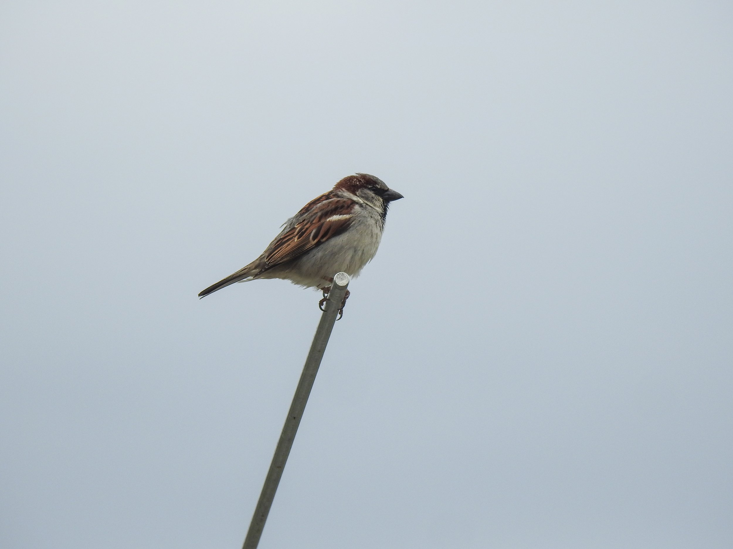  House Sparrow 