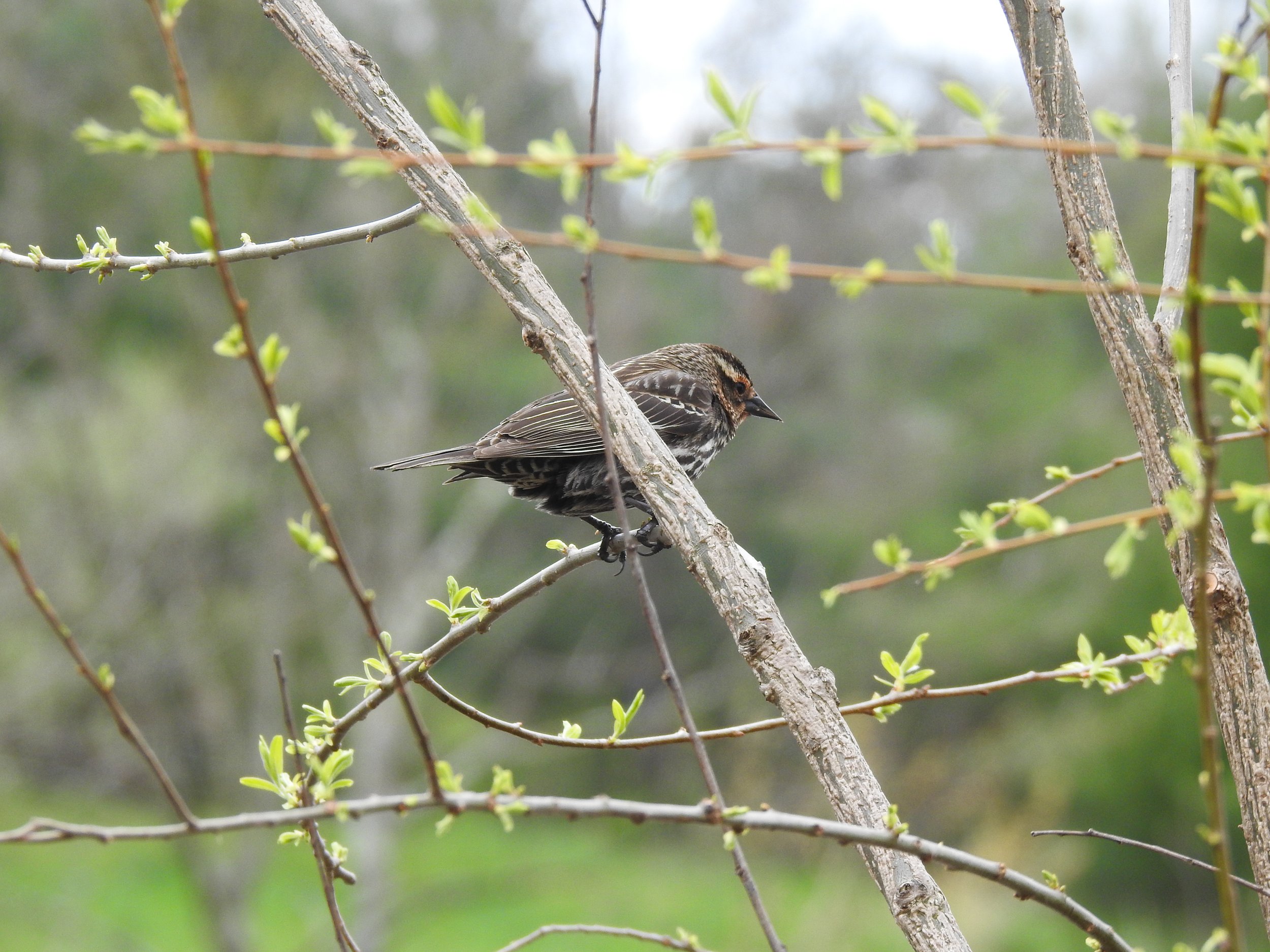  Red-winged Blackbird (Female) 