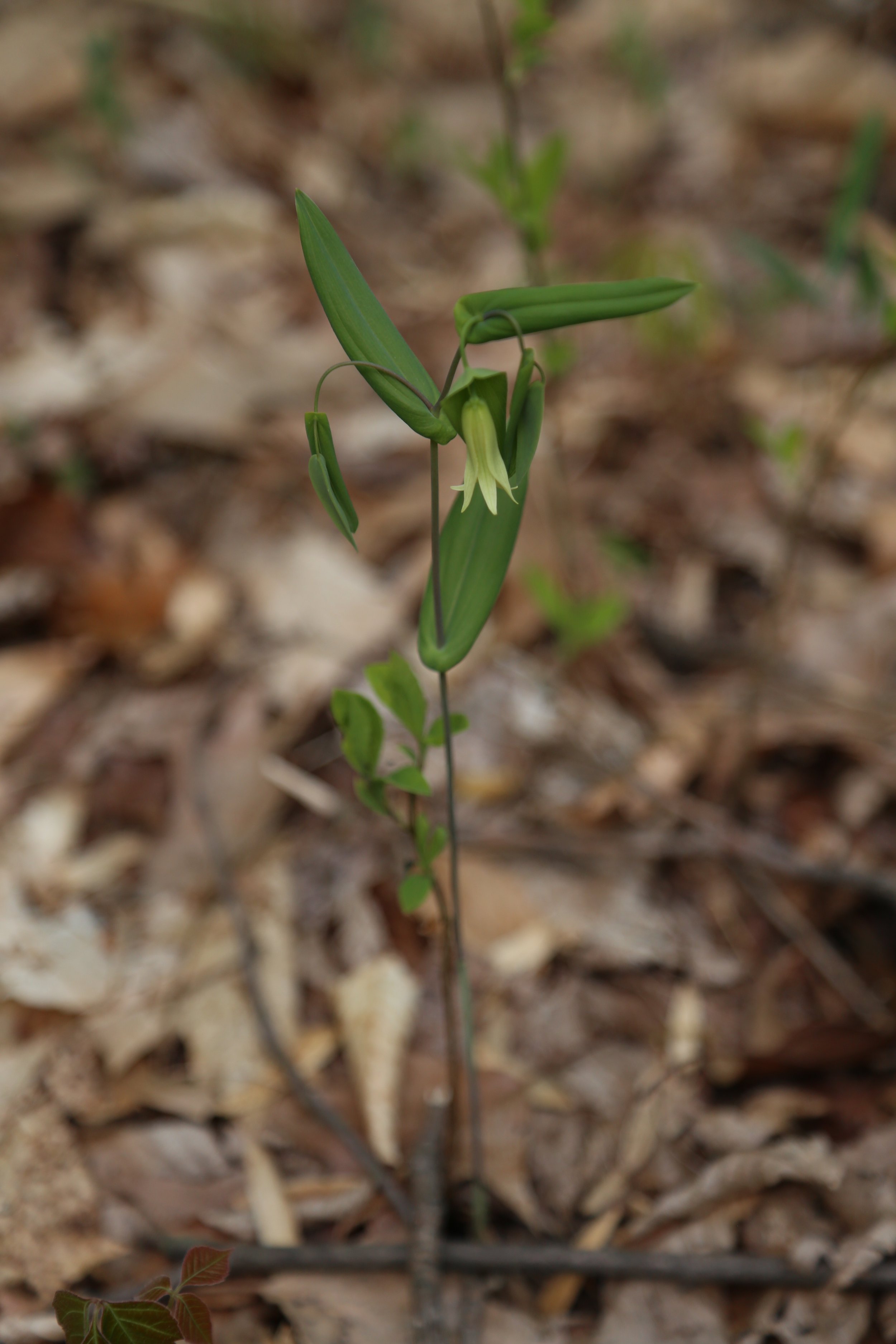  Perfoliate Bellwort (Uvularia perfoliata) 