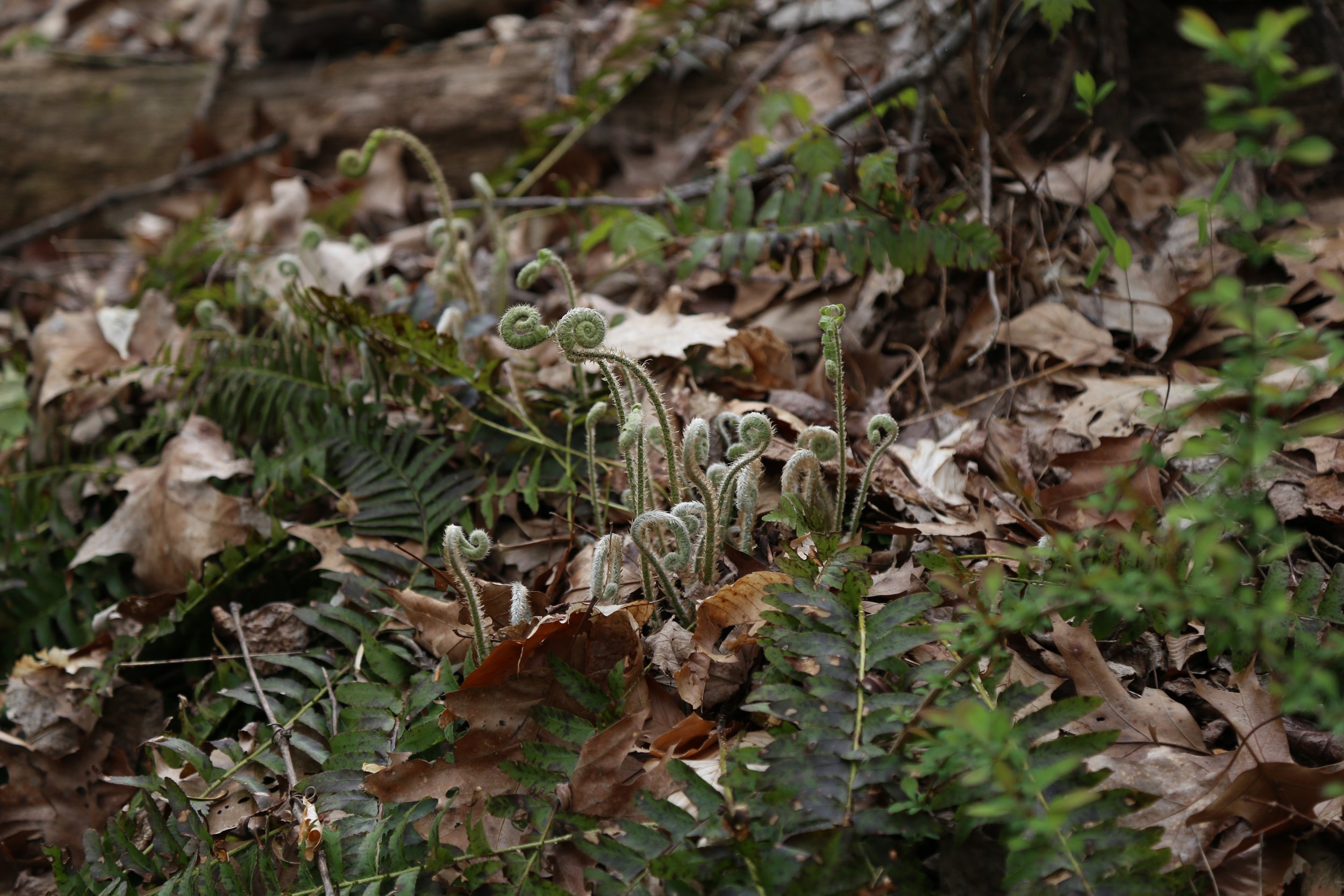  Polystichum acrostichoides (Christmas fern) 