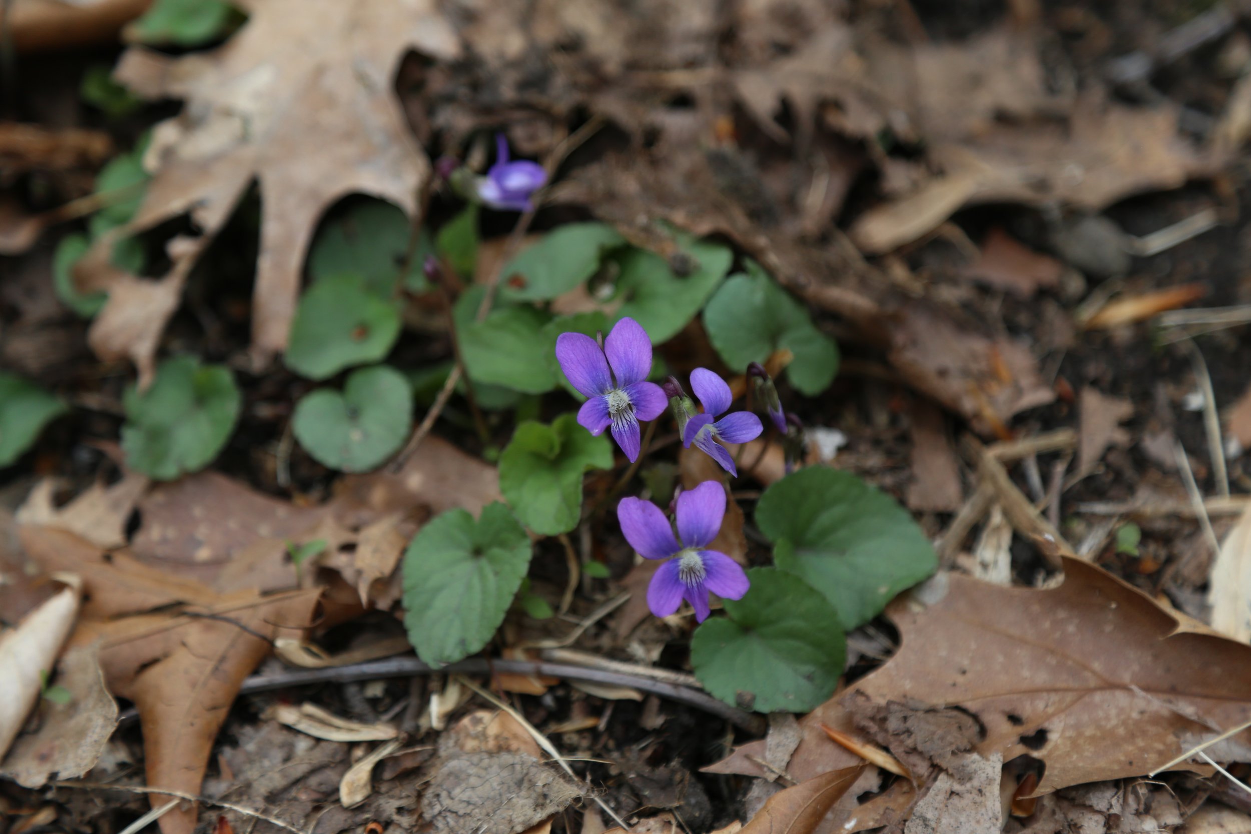  Common Blue Violet (Viola sororia) 