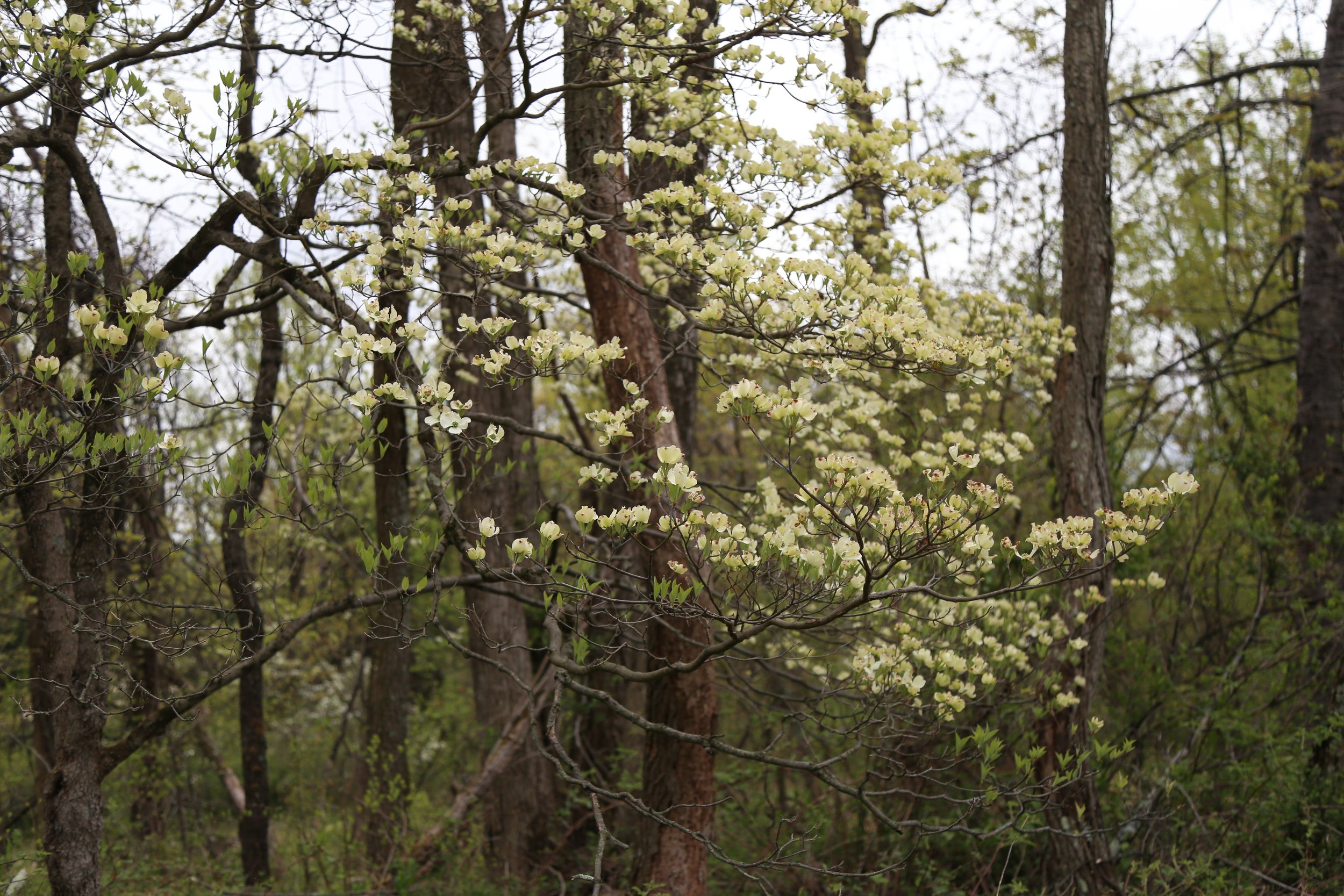  Flowering Dogwood (Cornus Florida) 