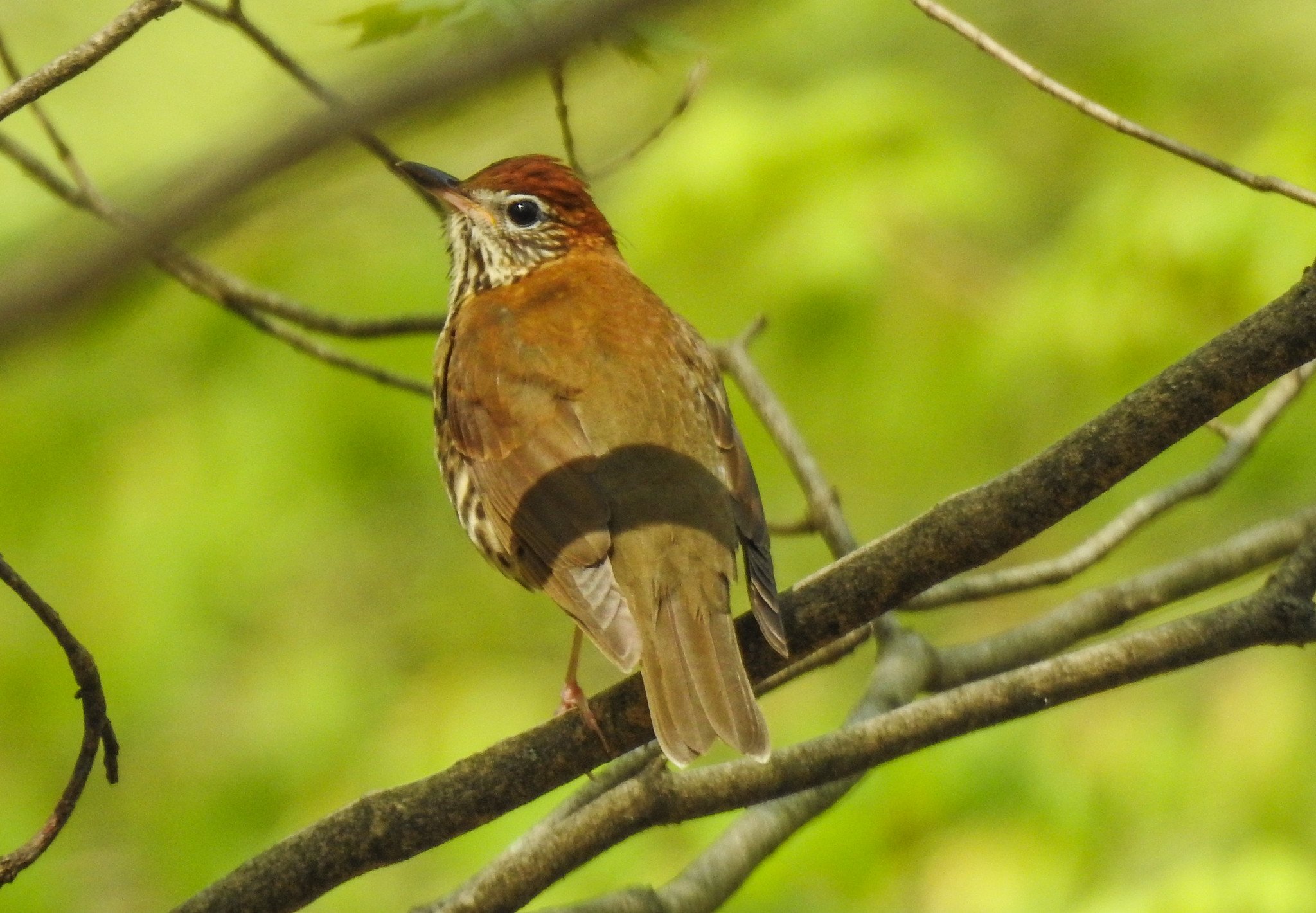 Wood Thrush