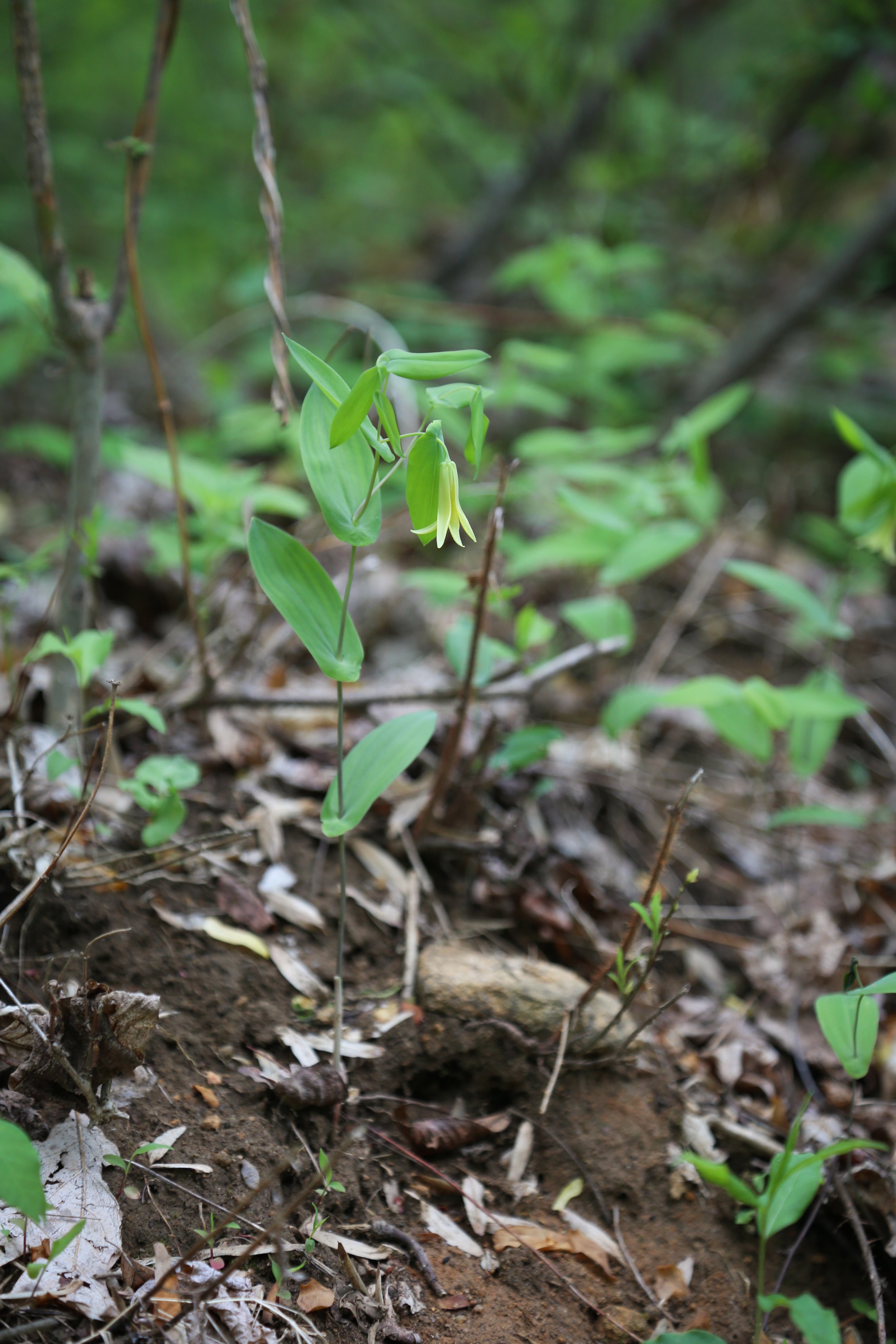  Perfoliate Bellwort (Uvulariaperfoliata) 