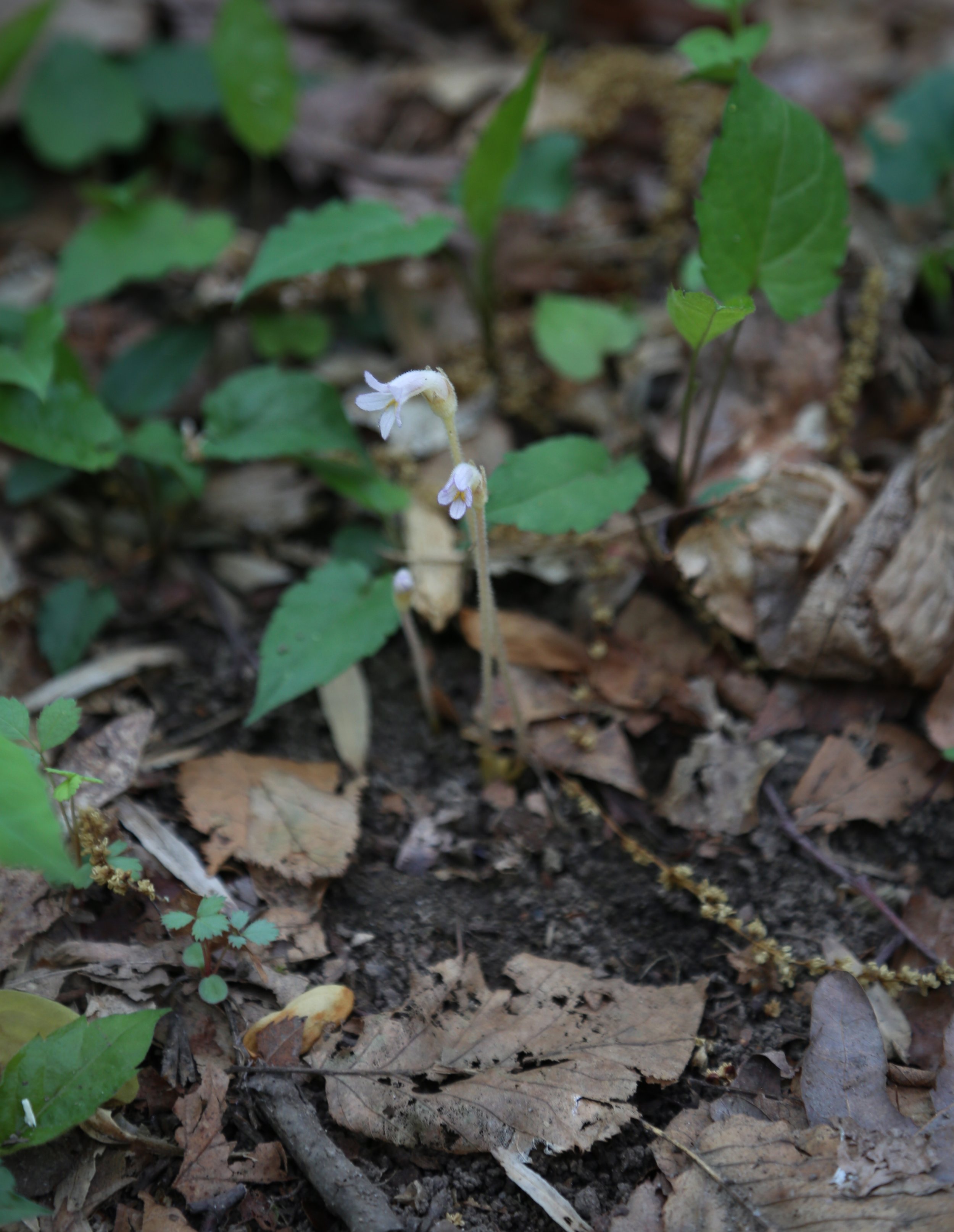  One-flowered Broomrape (Aphyllon uniflorum) 