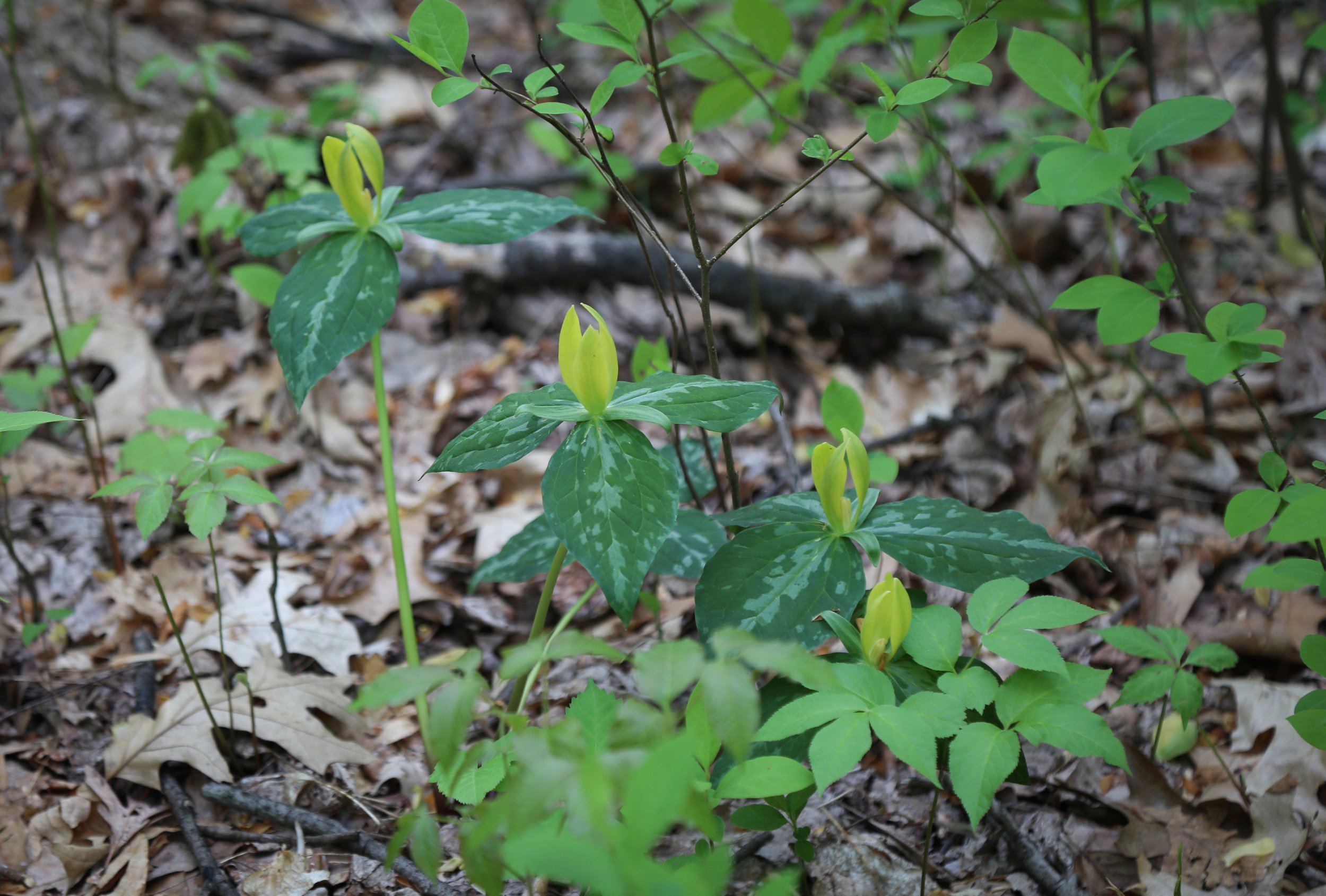  Yellow Wakerobin (Trillium luteum) 