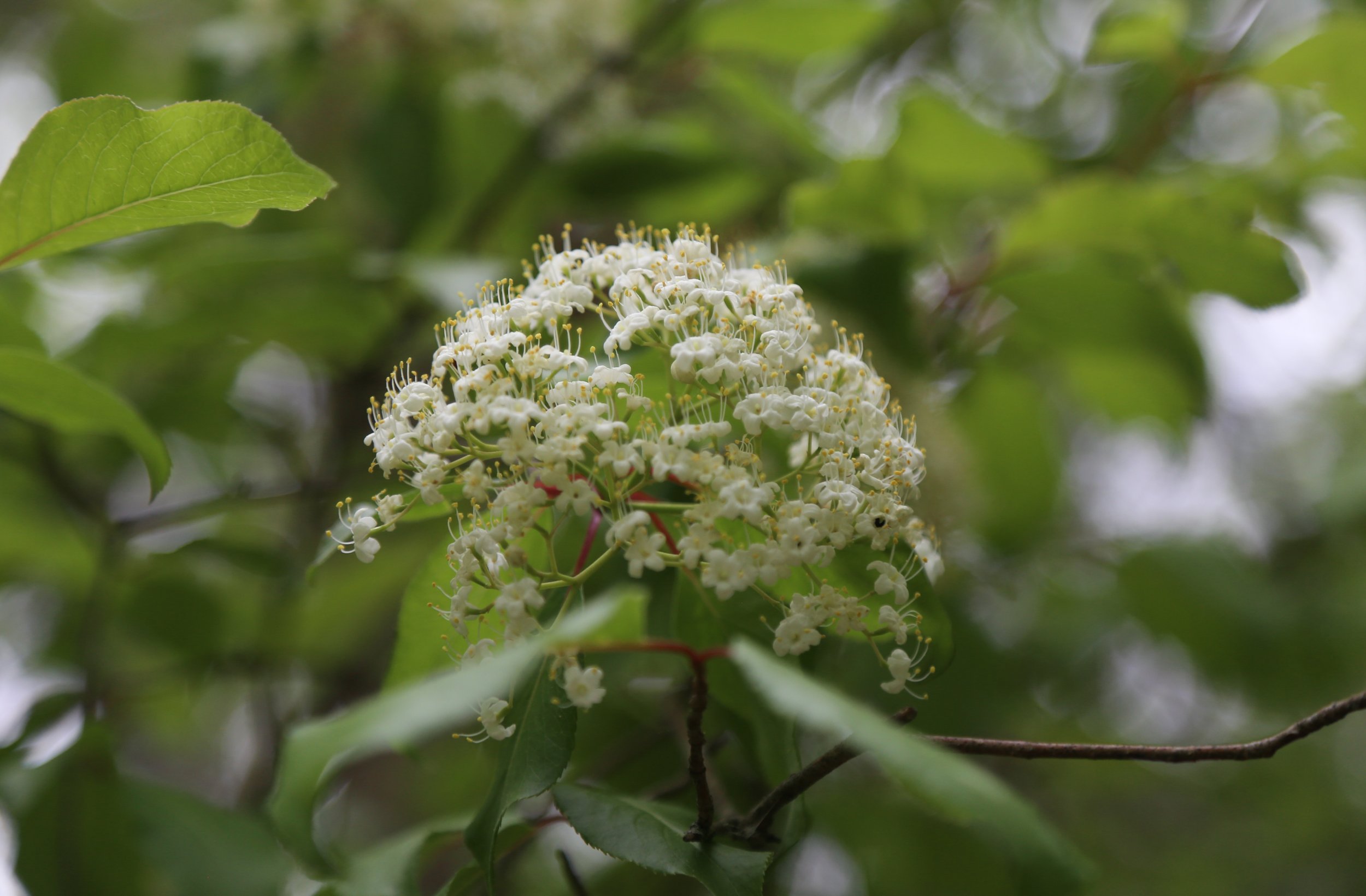  Blackhaw (Viburnumm prunifolium) 