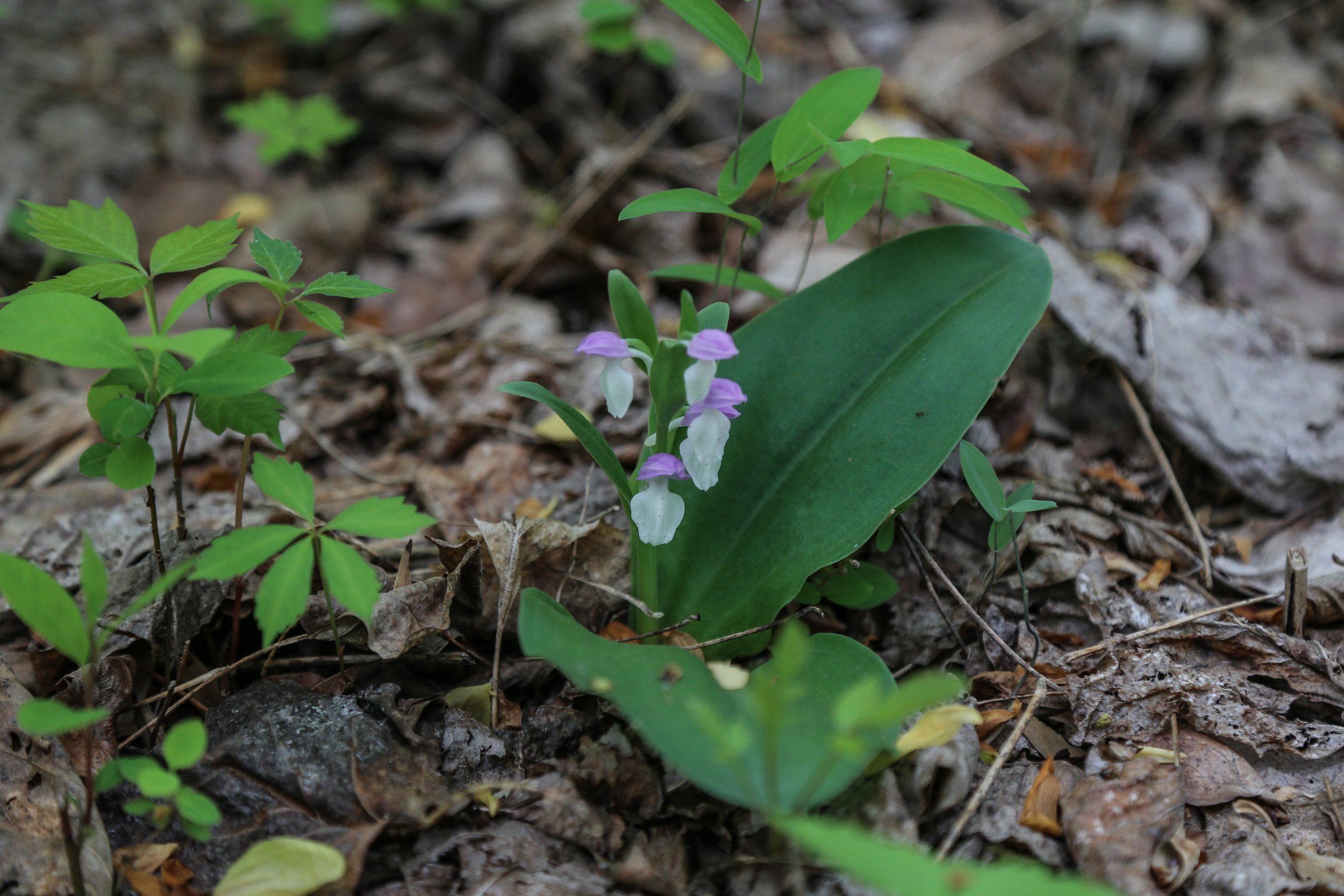  Showy Orchis (Galearis spectabilis) 