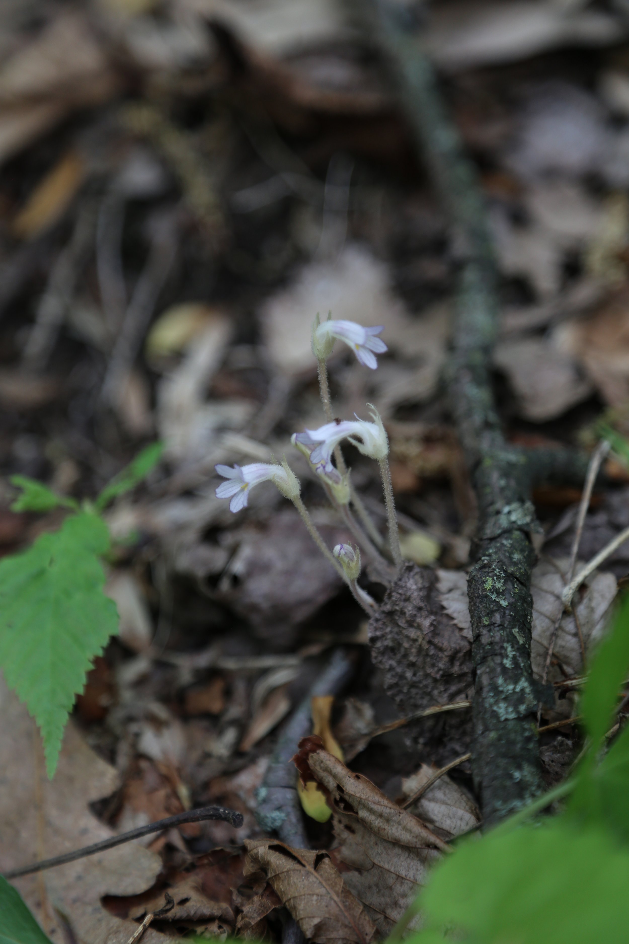  One-flowered Broomrape (Aphyllon uniflorum) 