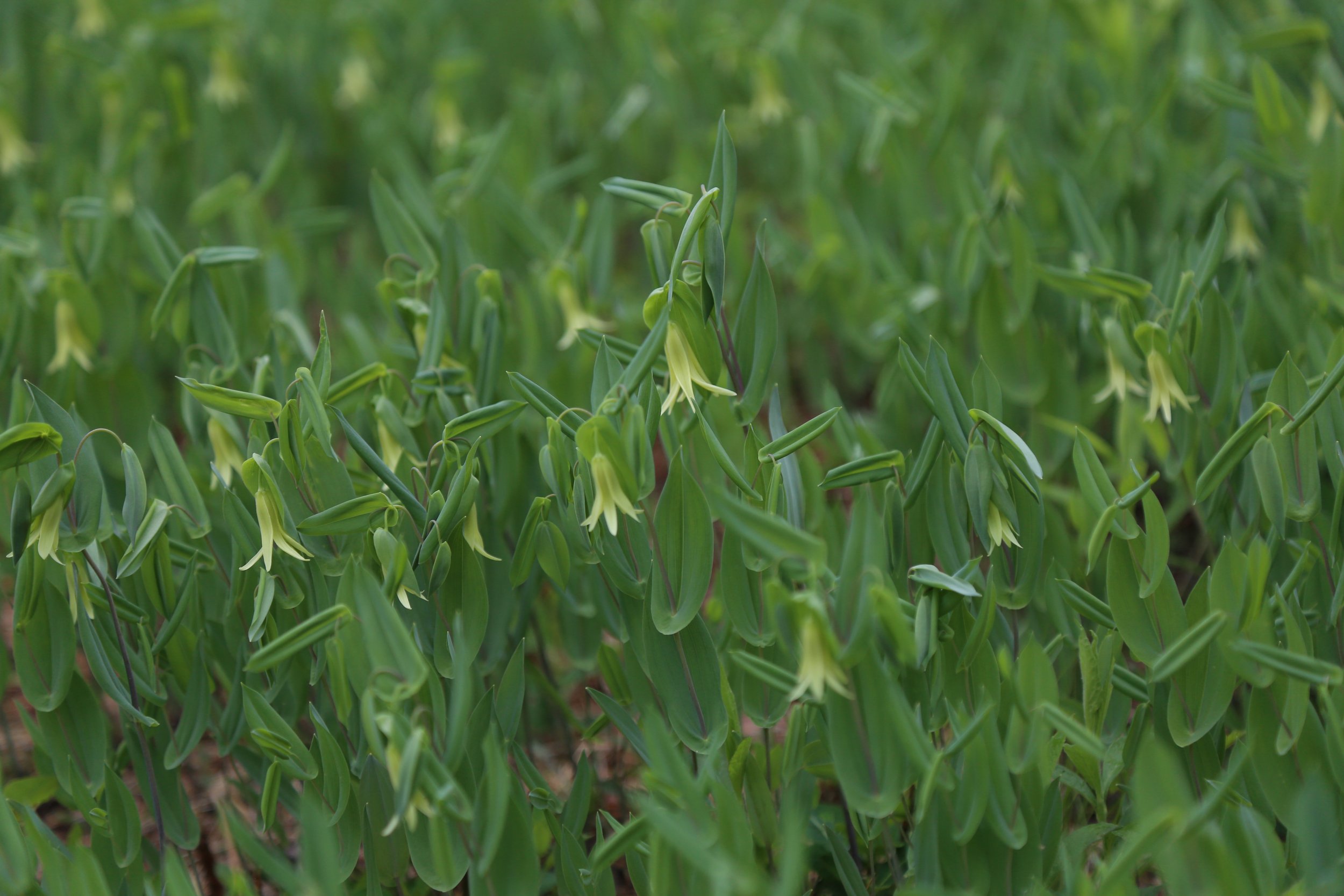  Perfoliate Bellwort (Uvulariaperfoliata) 