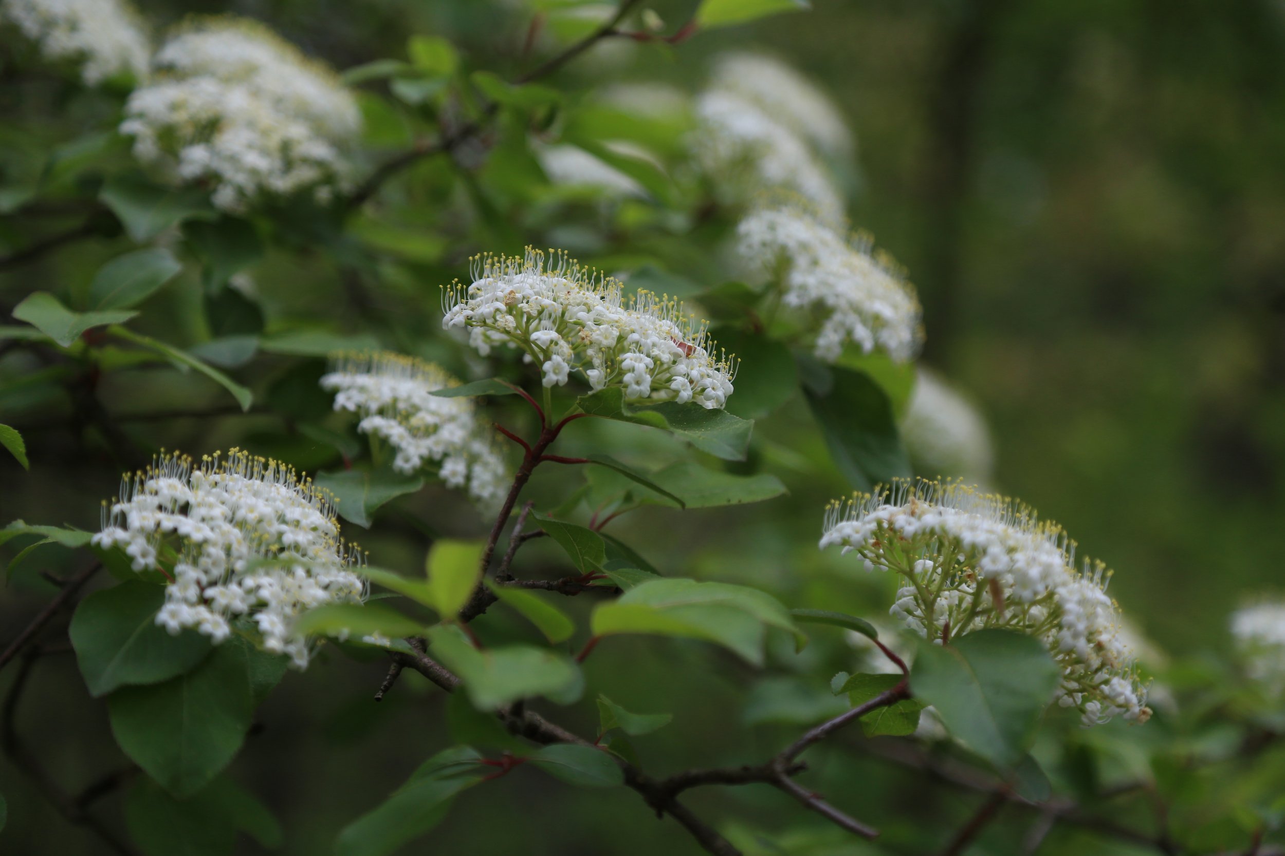  Blackhaw (Viburnumm prunifolium) 