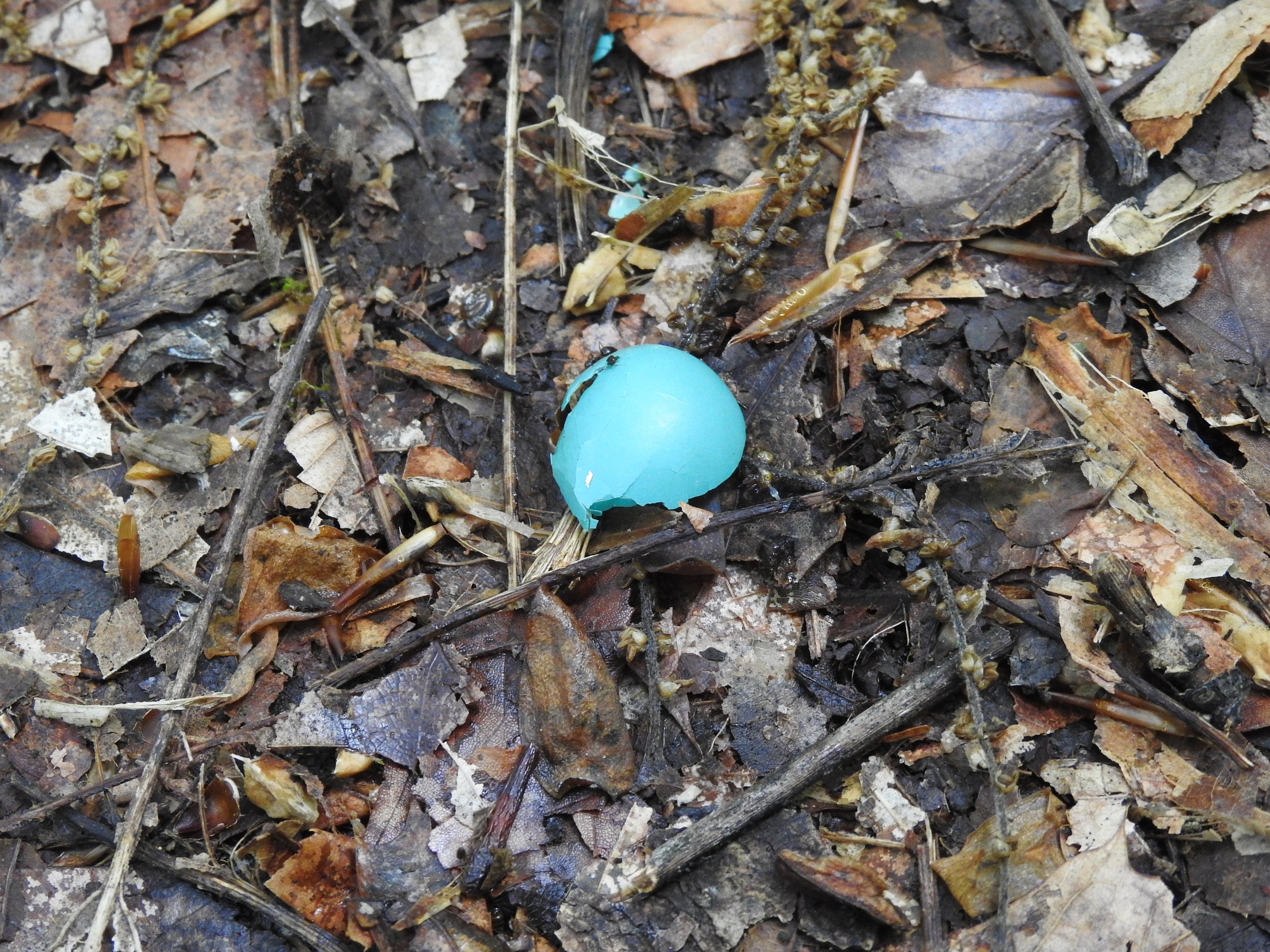  Fallen American Robin Egg 