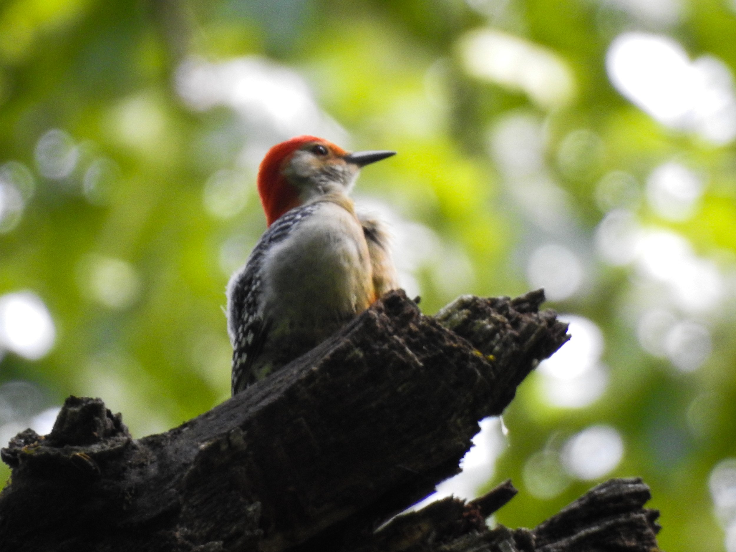  Red-bellied Woodpecker  Melanerpes carolinus  