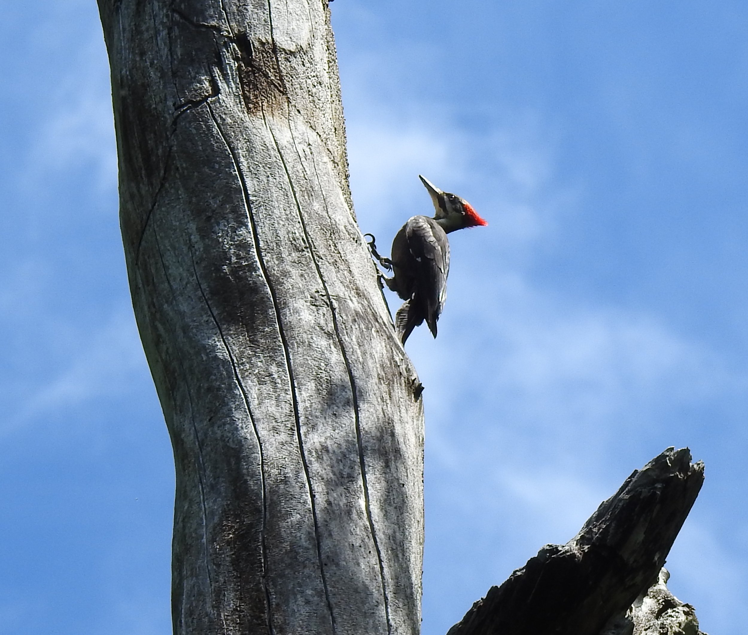  Pileated Woodpecker  Dryocopus pileatus  