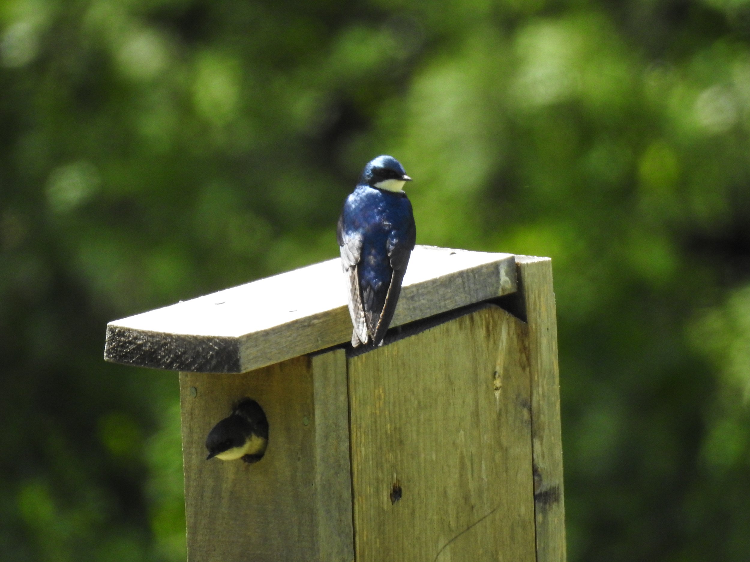  Tree Swallow  Tachycineta bicolor  