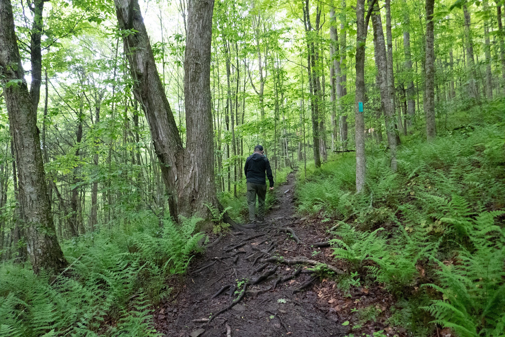 World End State Park, Loyalsock State Forest, Double Run Nature Trail