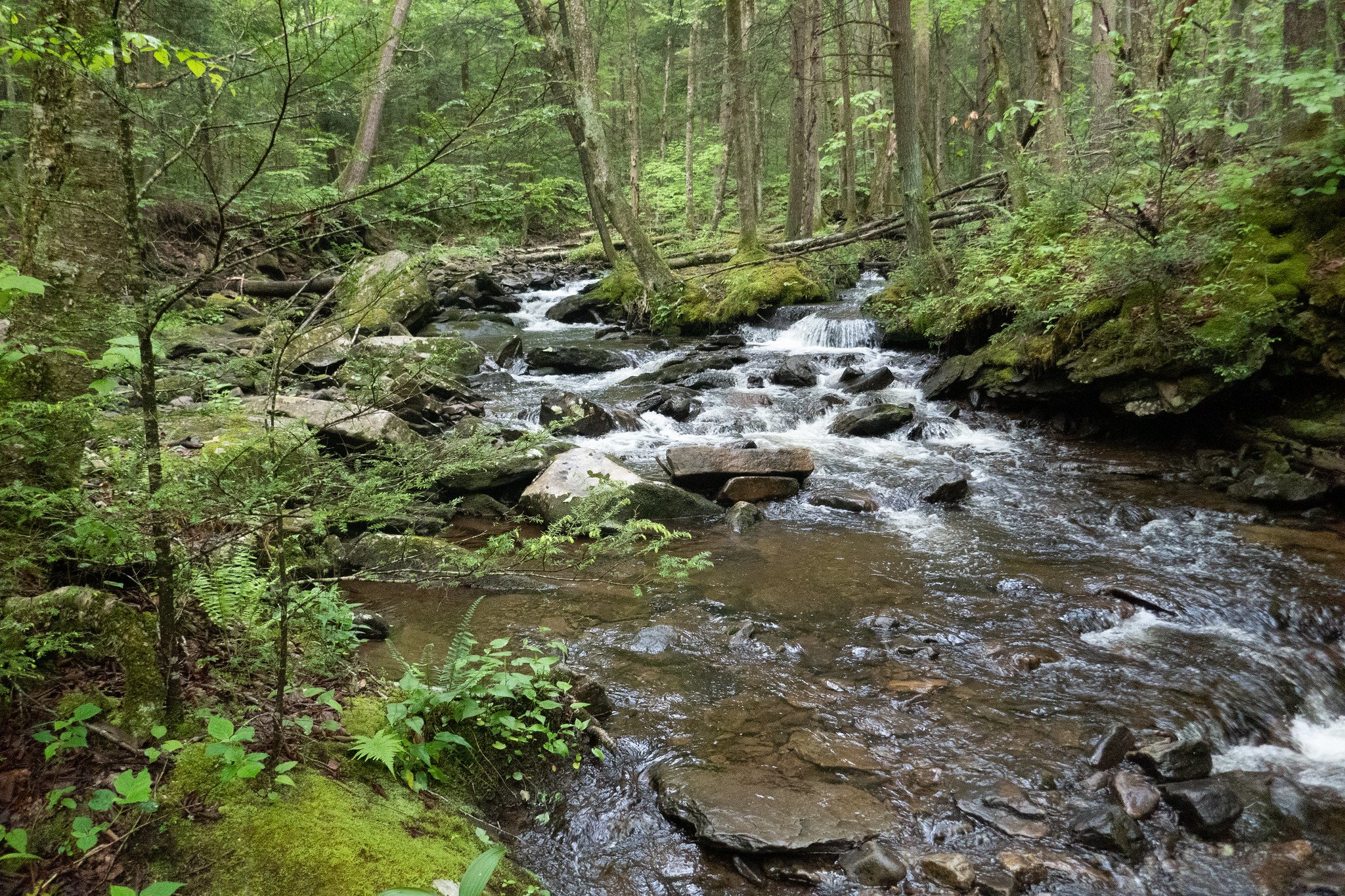 World End State Park, Loyalsock State Forest, Double Run Nature Trail
