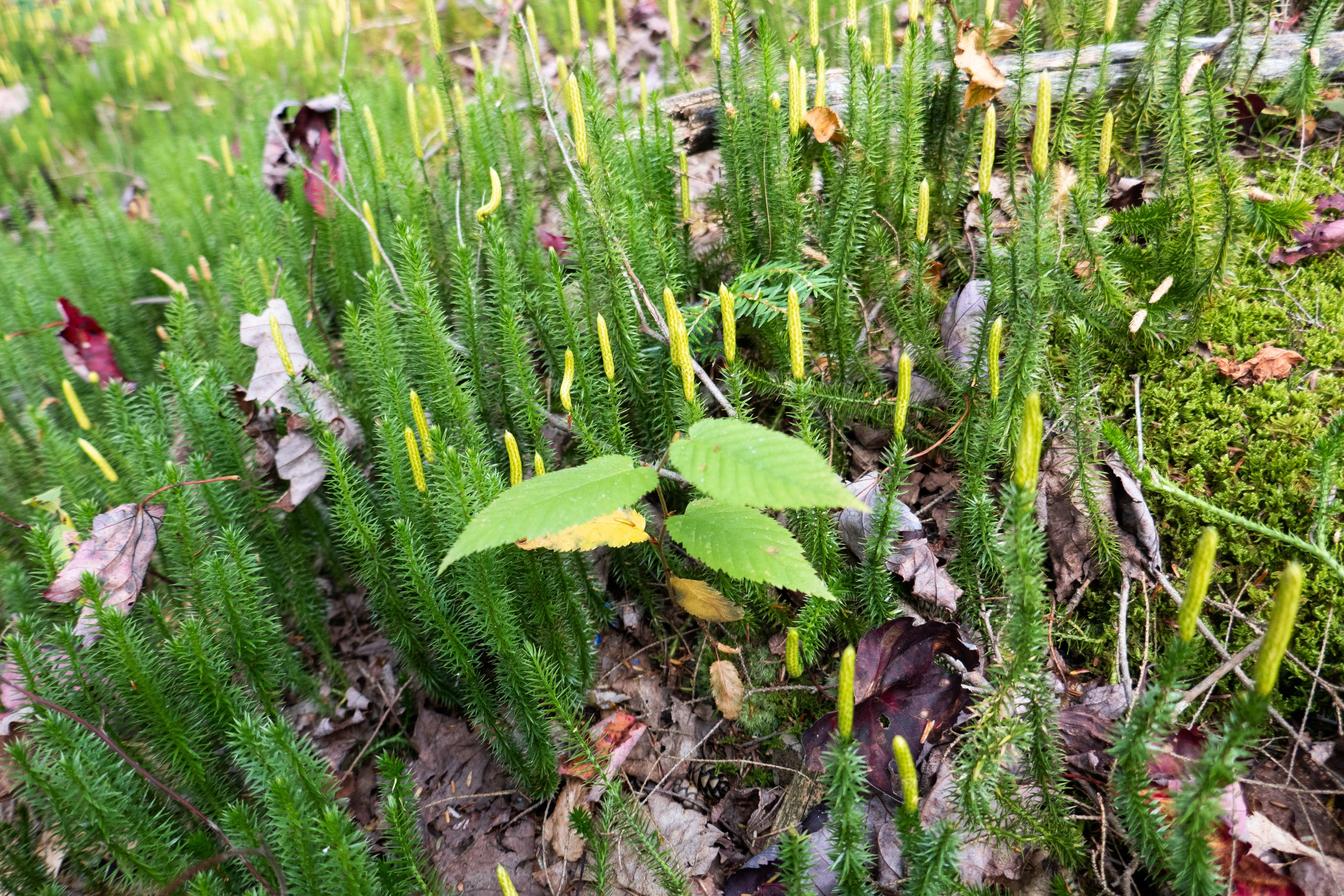 lrP1370836.jpg