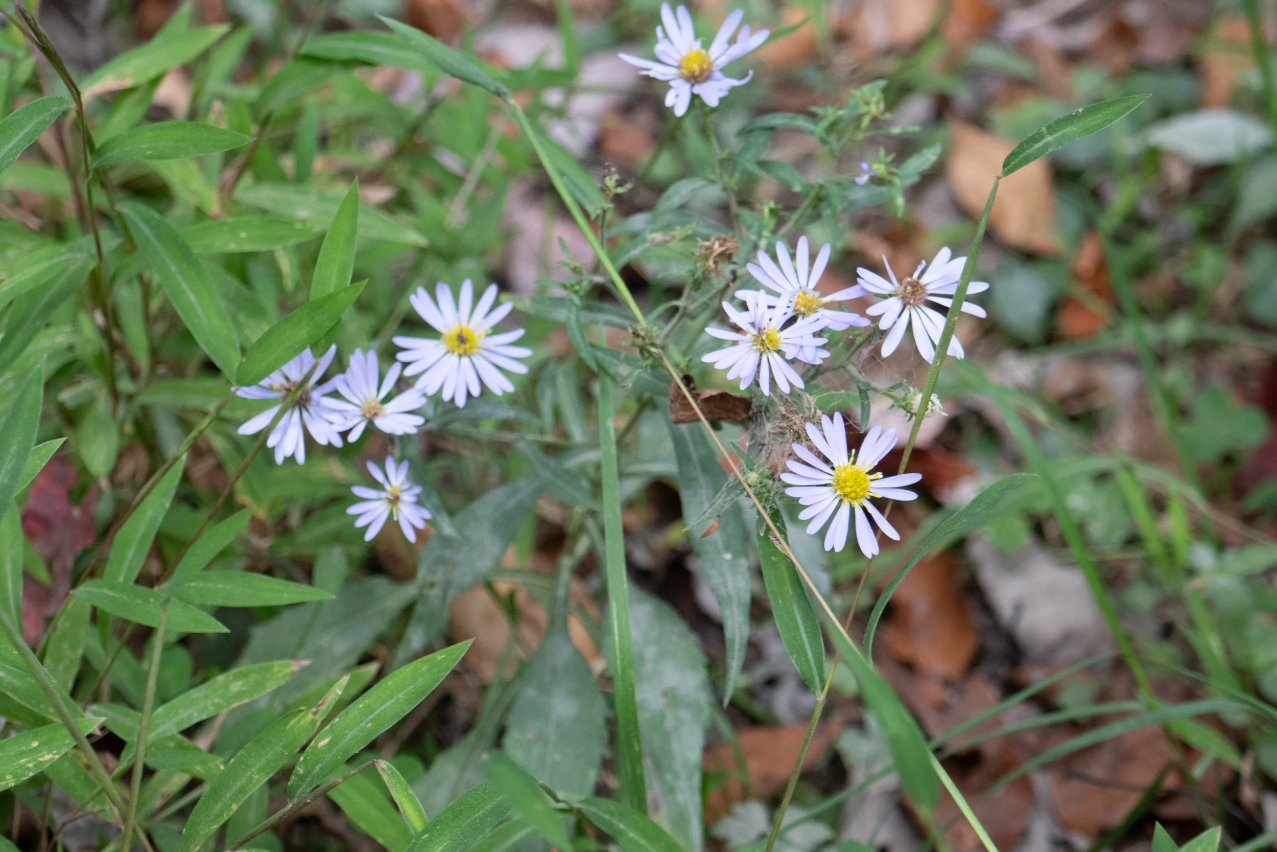 lrP1370857.jpg