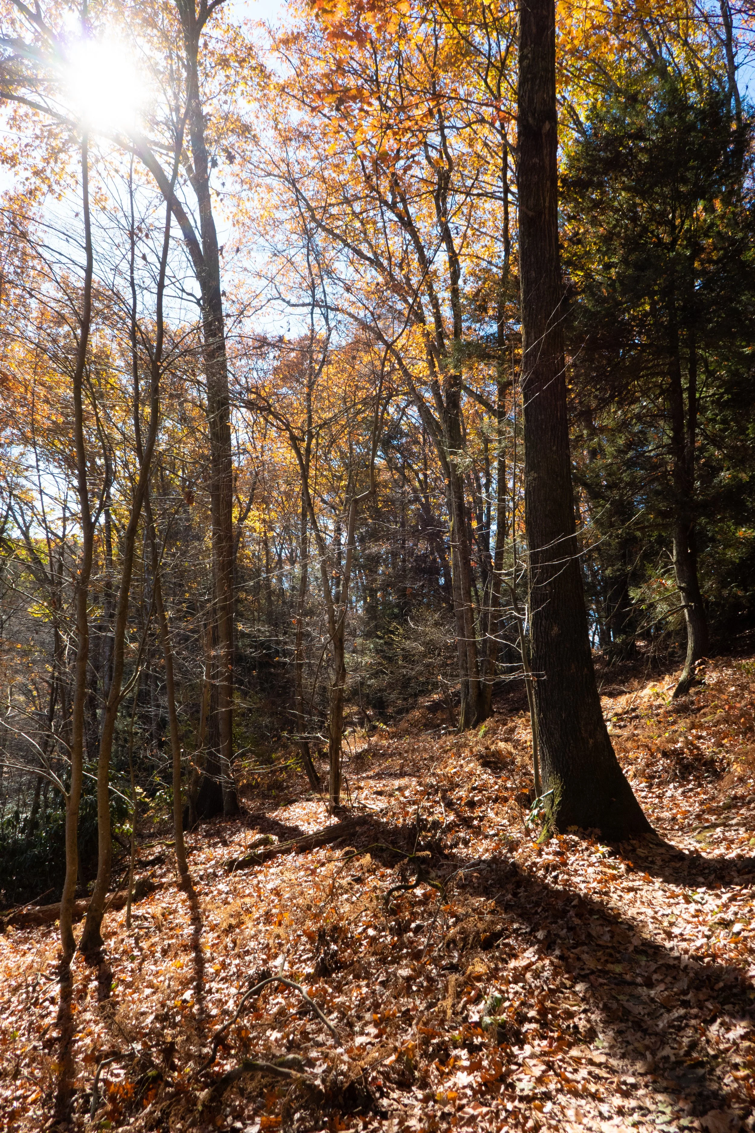 Tuscarora State Park, Spirit of Tuscarora Trail, October 27, 2024