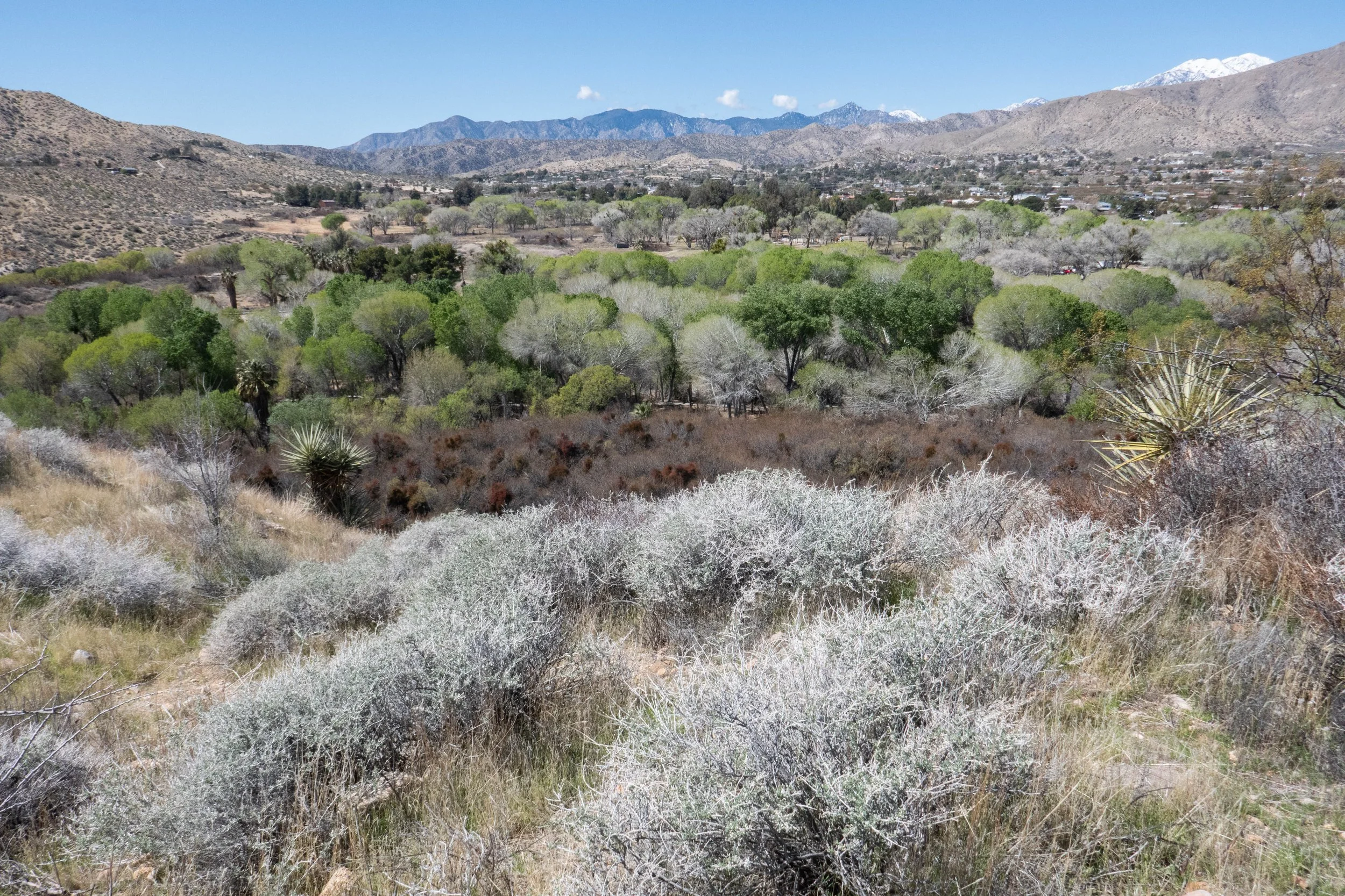 Hiking Big Morongo Canyon Preserve, March 18, 2025