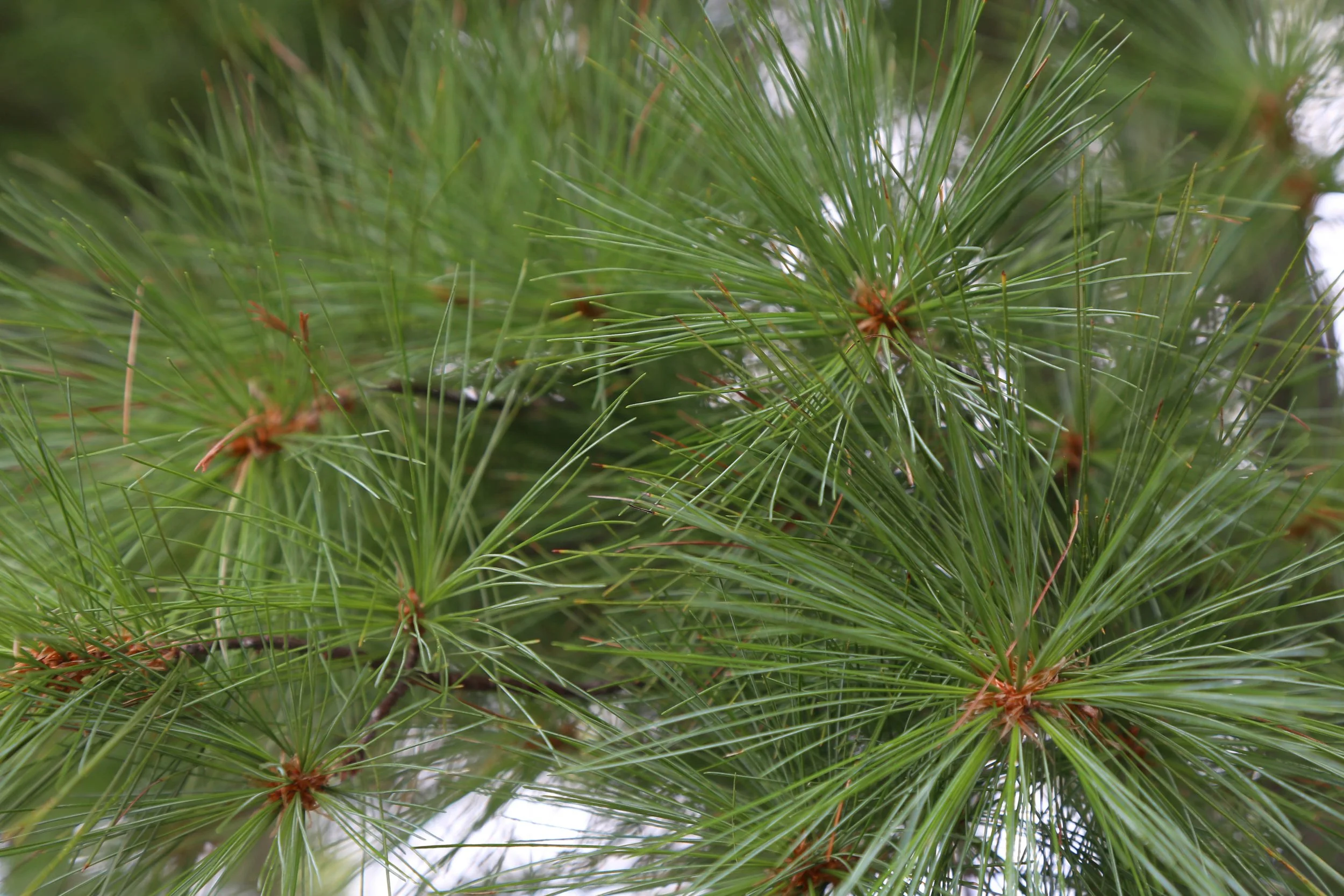 WEB-9801.jpg