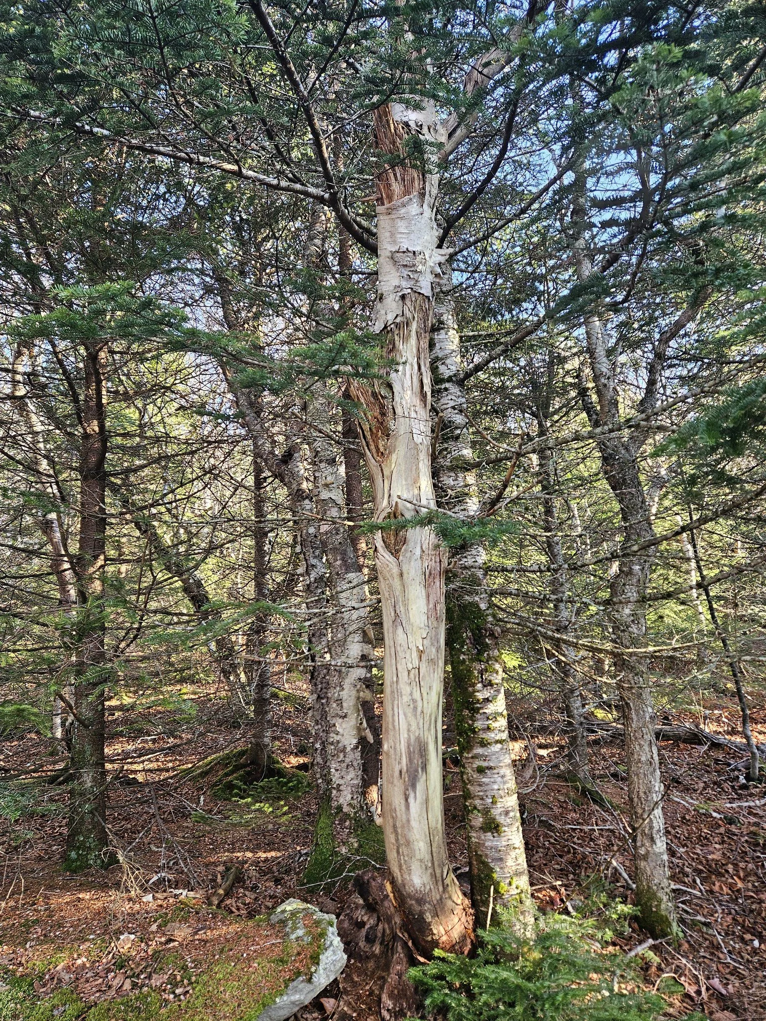 2025.11.08 and 09 Catskills, Hunter Mountain, Kaaterskill Falls, North South Lake phone pics