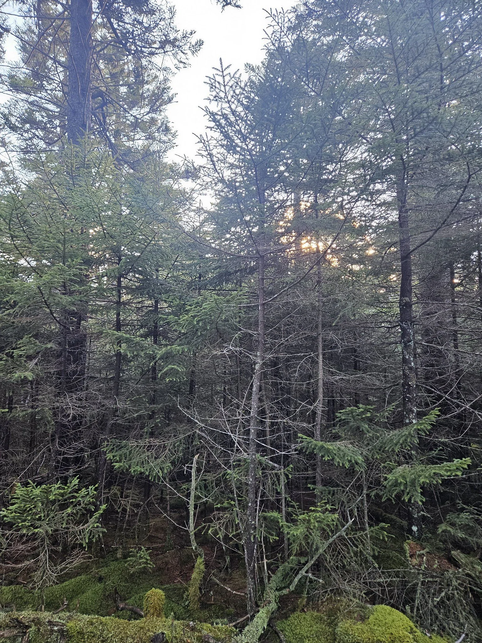 2025.11.08 and 09 Catskills, Hunter Mountain, Kaaterskill Falls, North South Lake phone pics