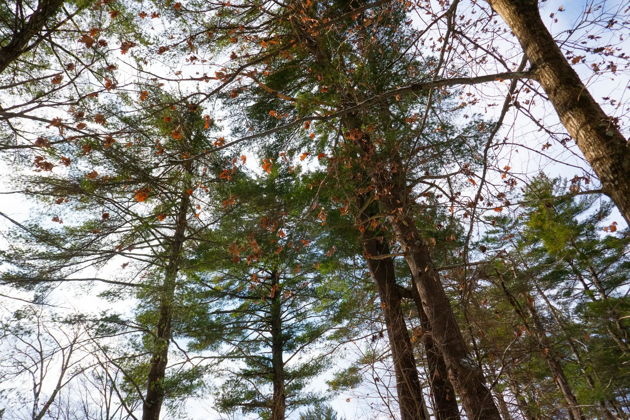 Catskills - Hunter Mountain, Phoenicia Lodge