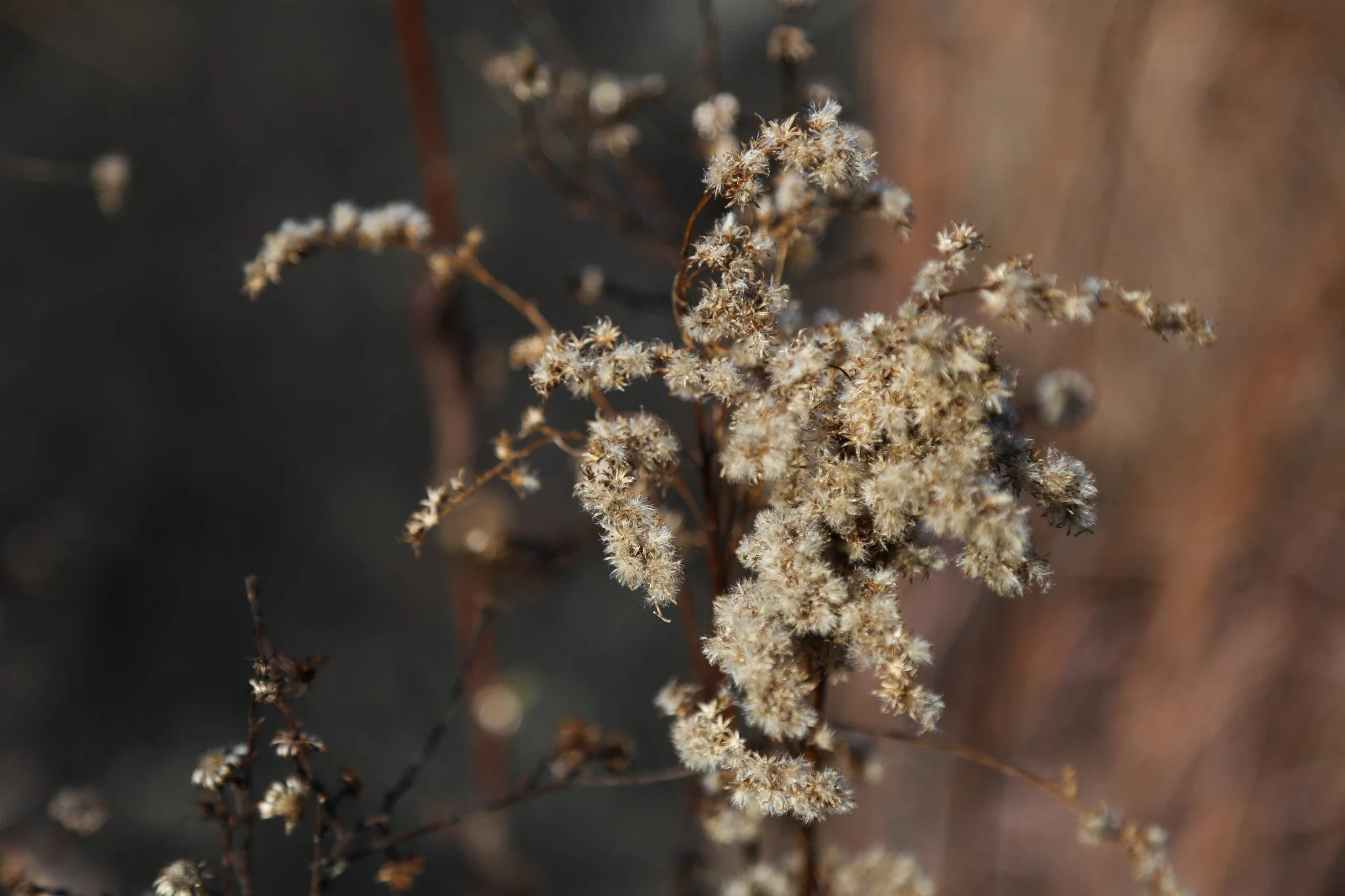 New York Botanical Garden