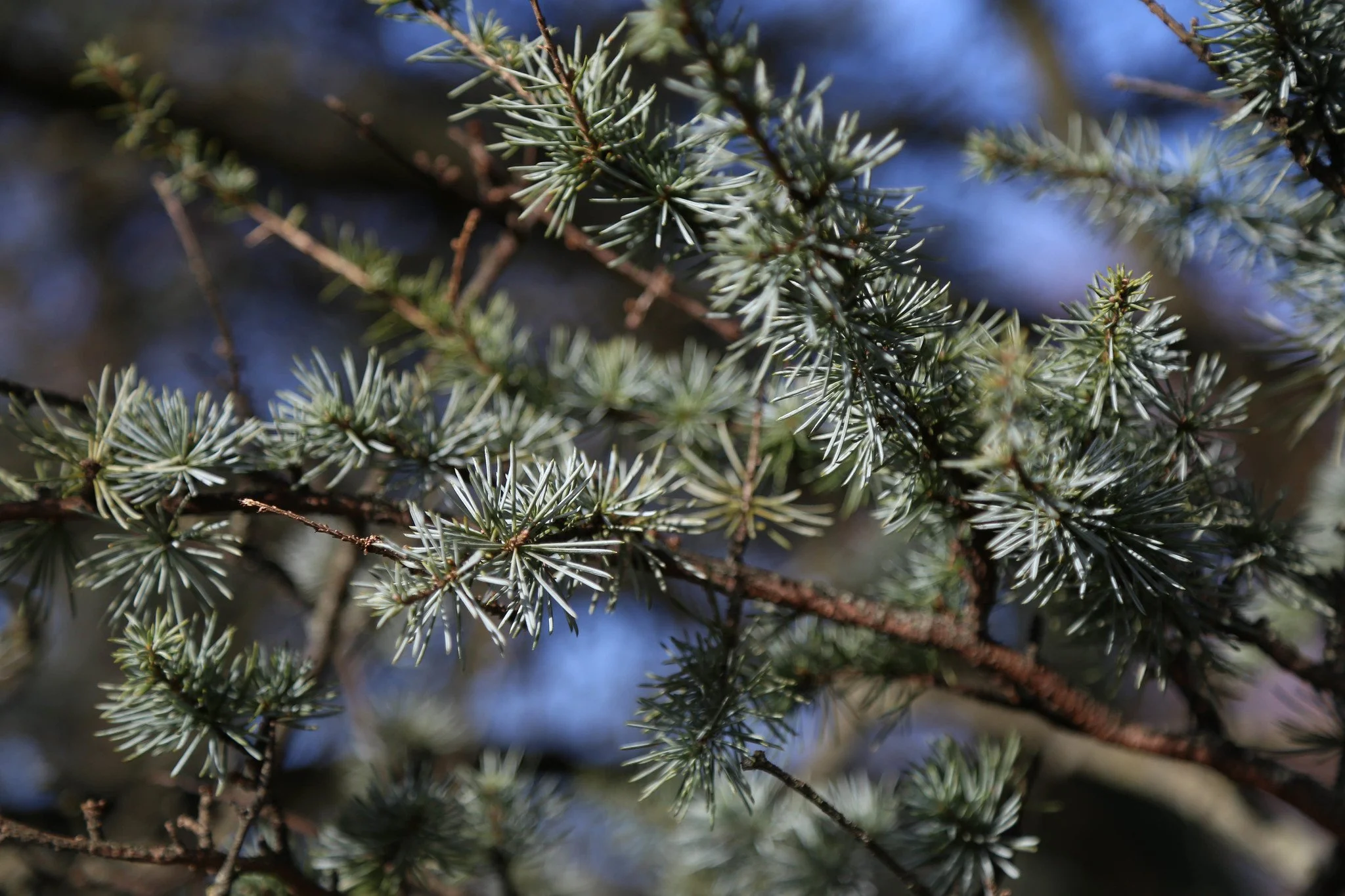 New York Botanical Garden