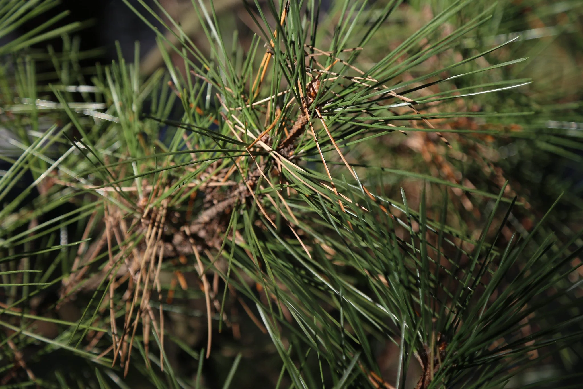 New York Botanical Garden