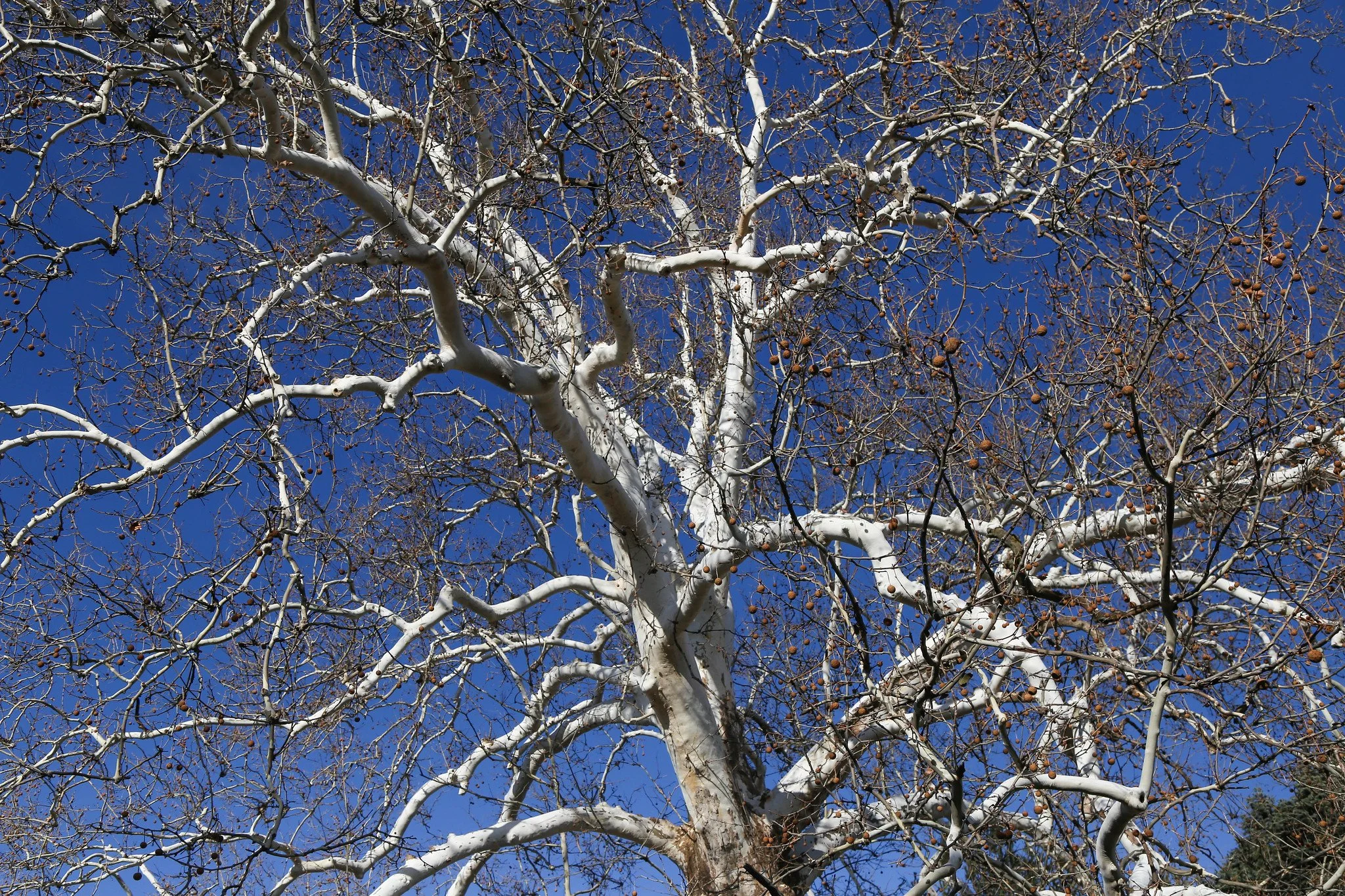 New York Botanical Garden