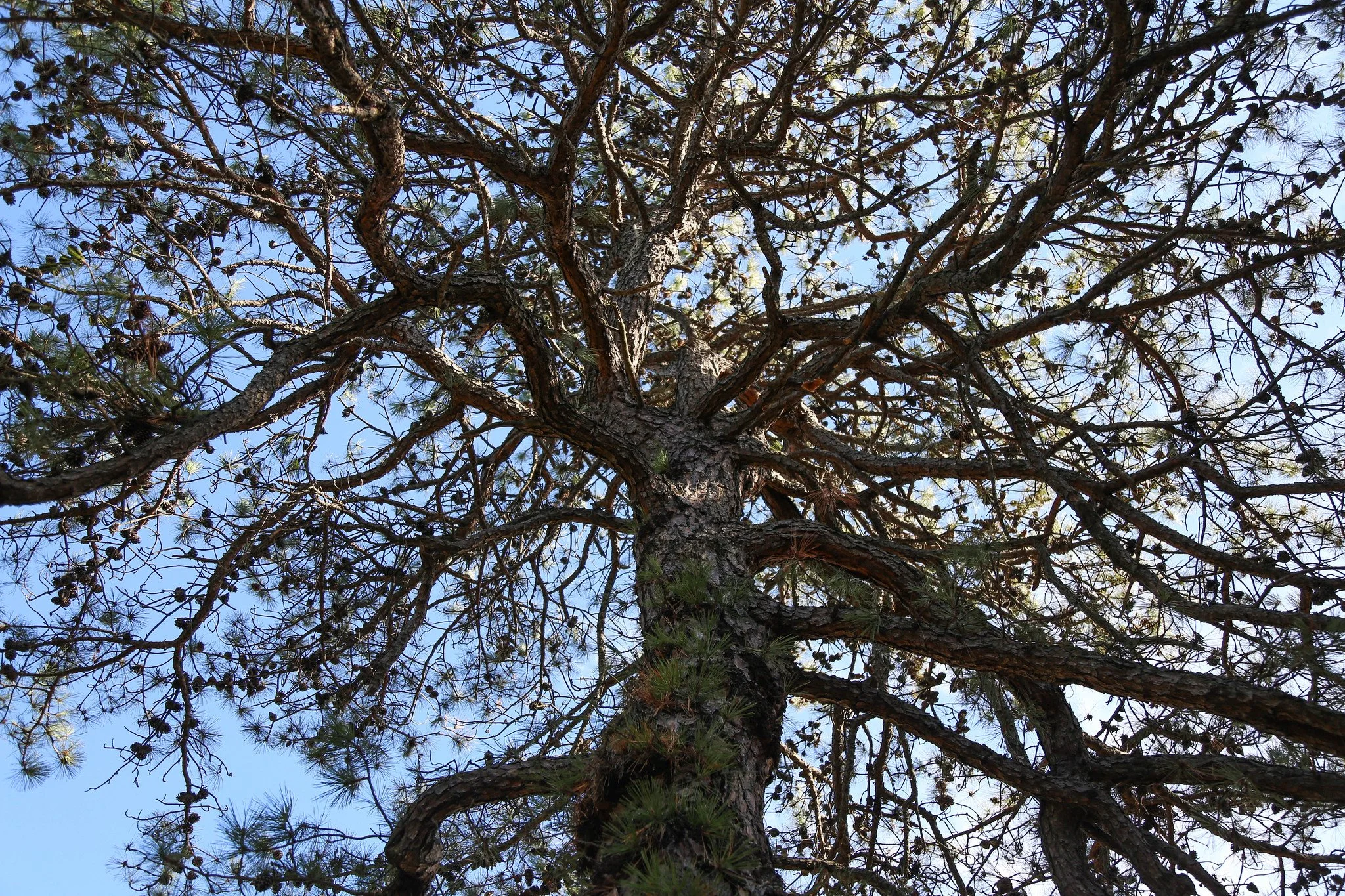 New York Botanical Garden