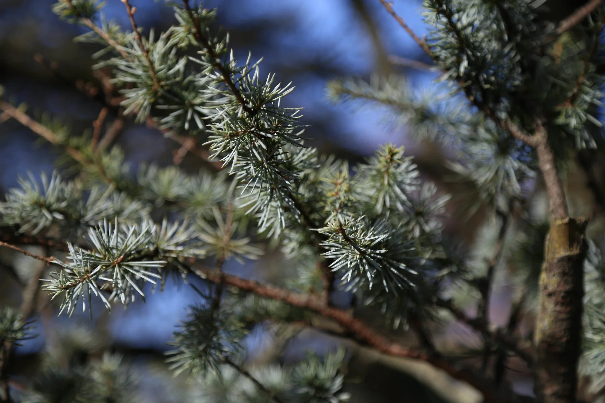 New York Botanical Garden