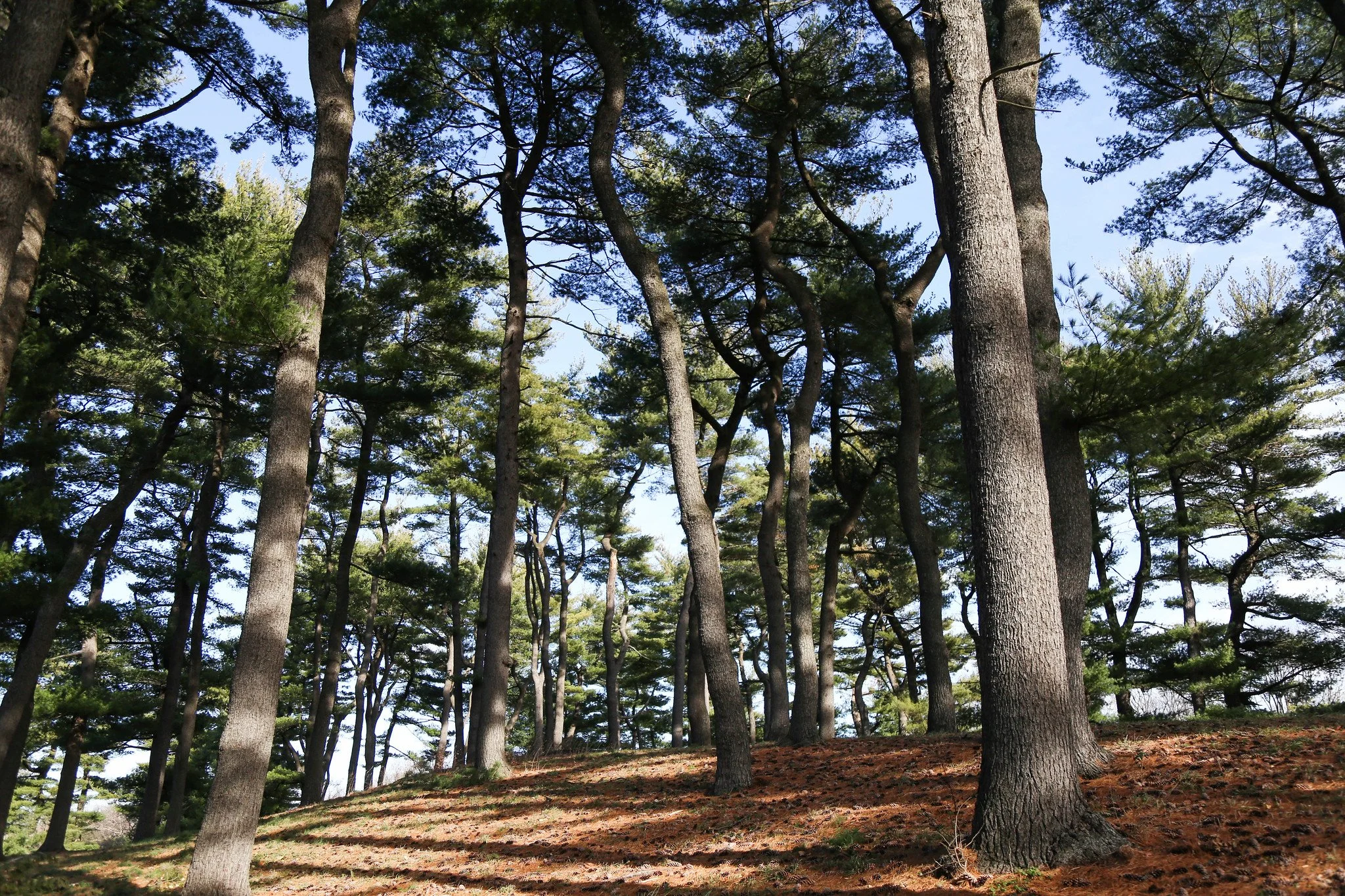 New York Botanical Garden