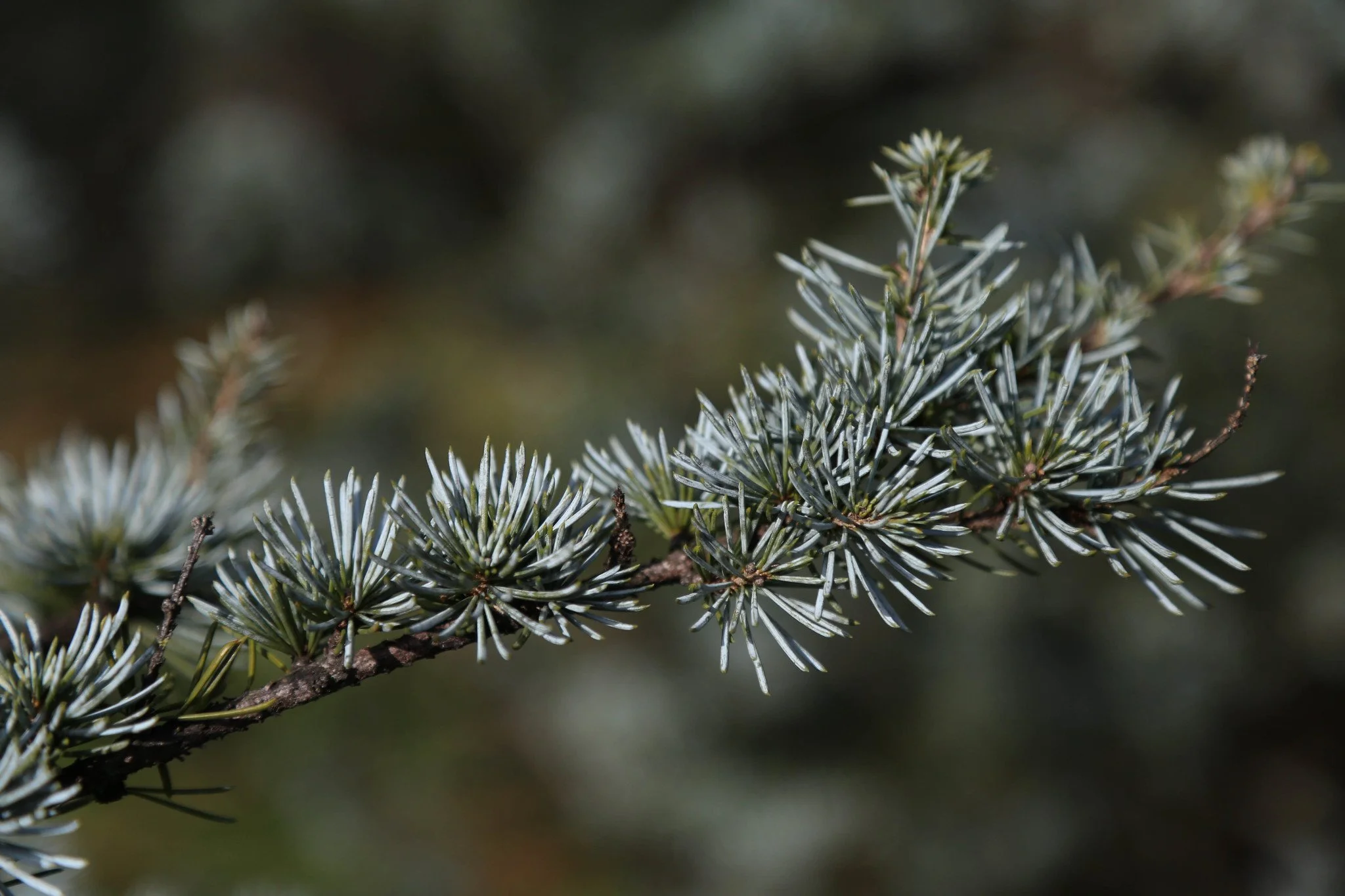 New York Botanical Garden