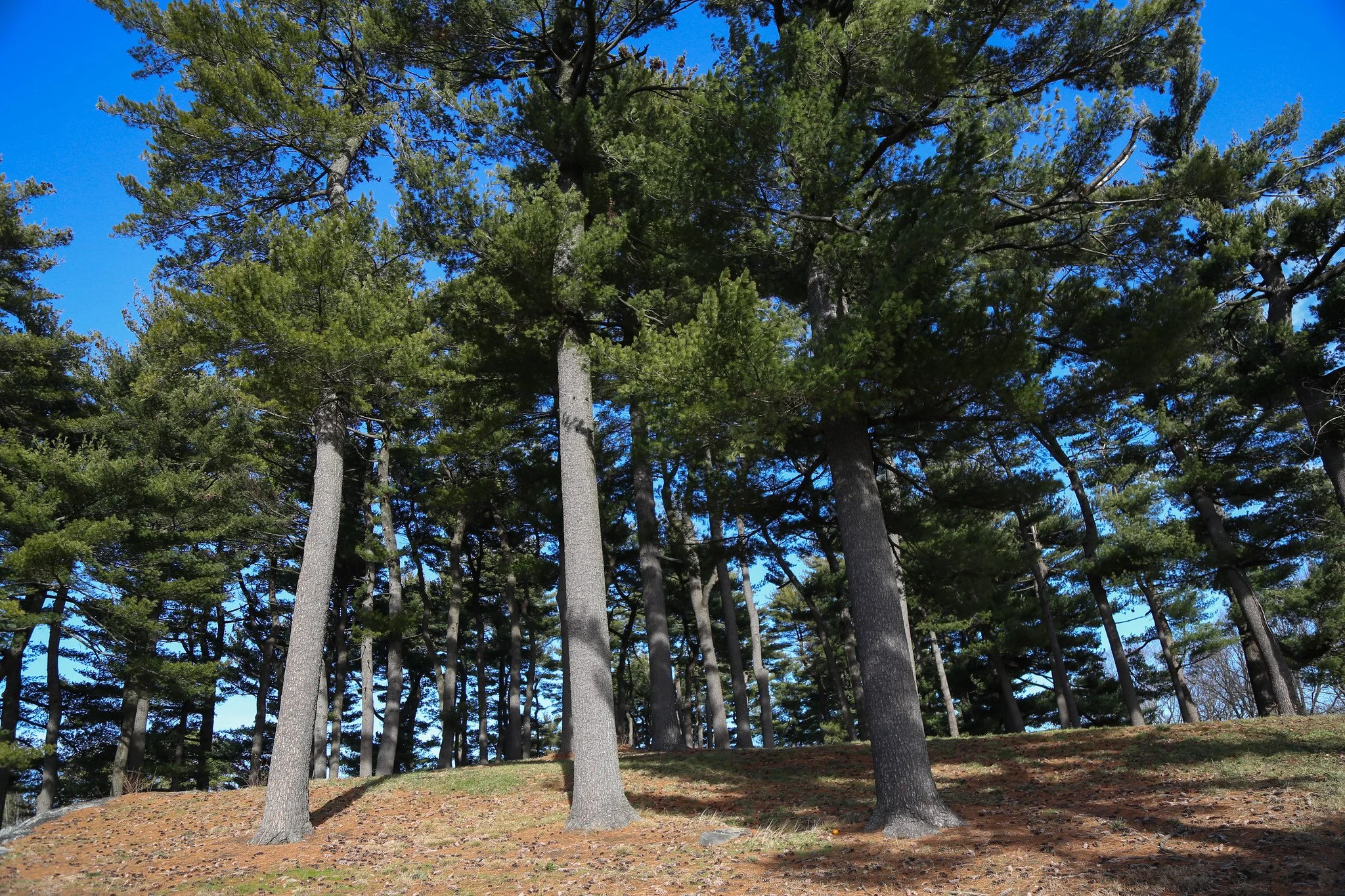 New York Botanical Garden