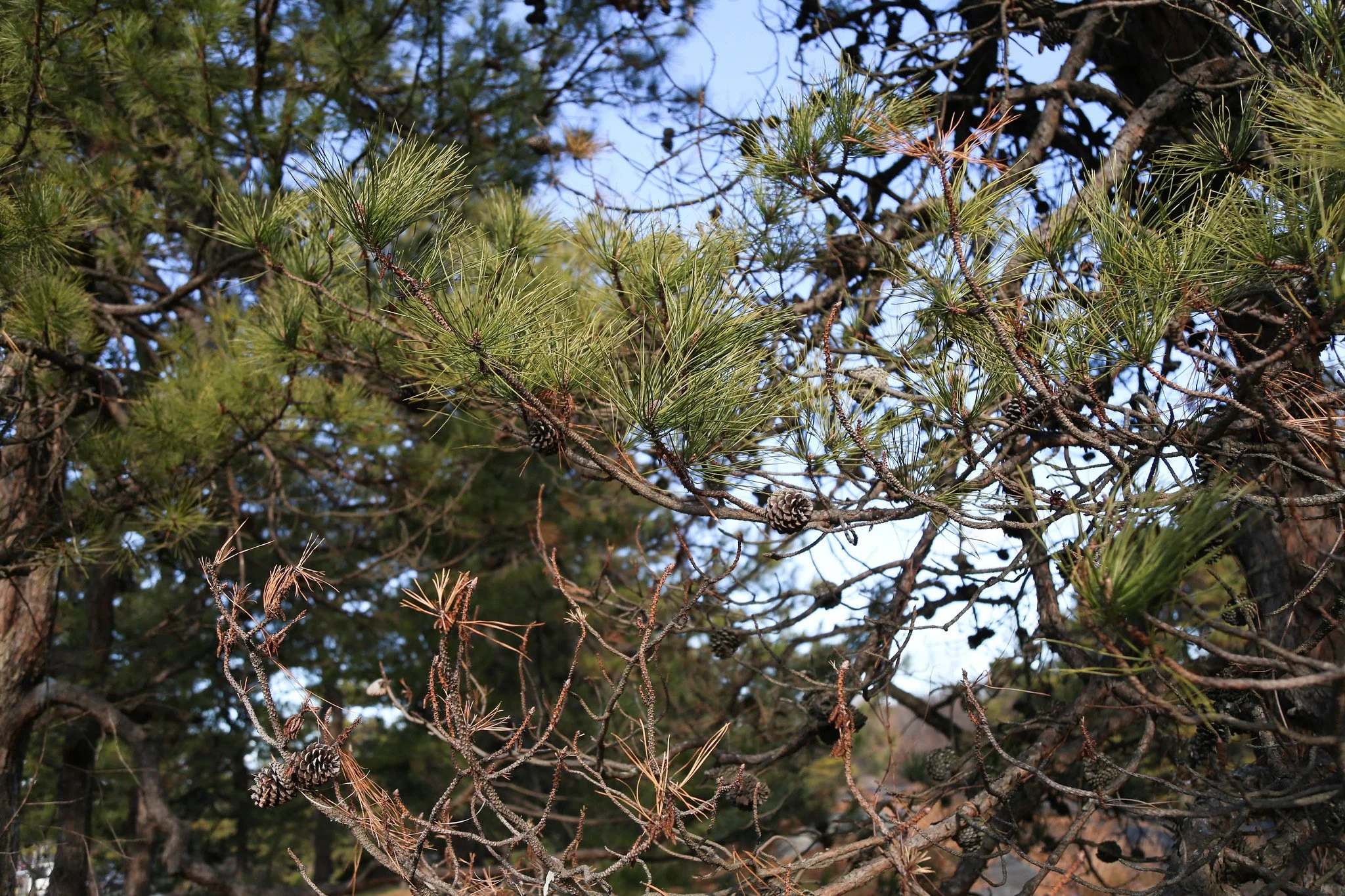 New York Botanical Garden