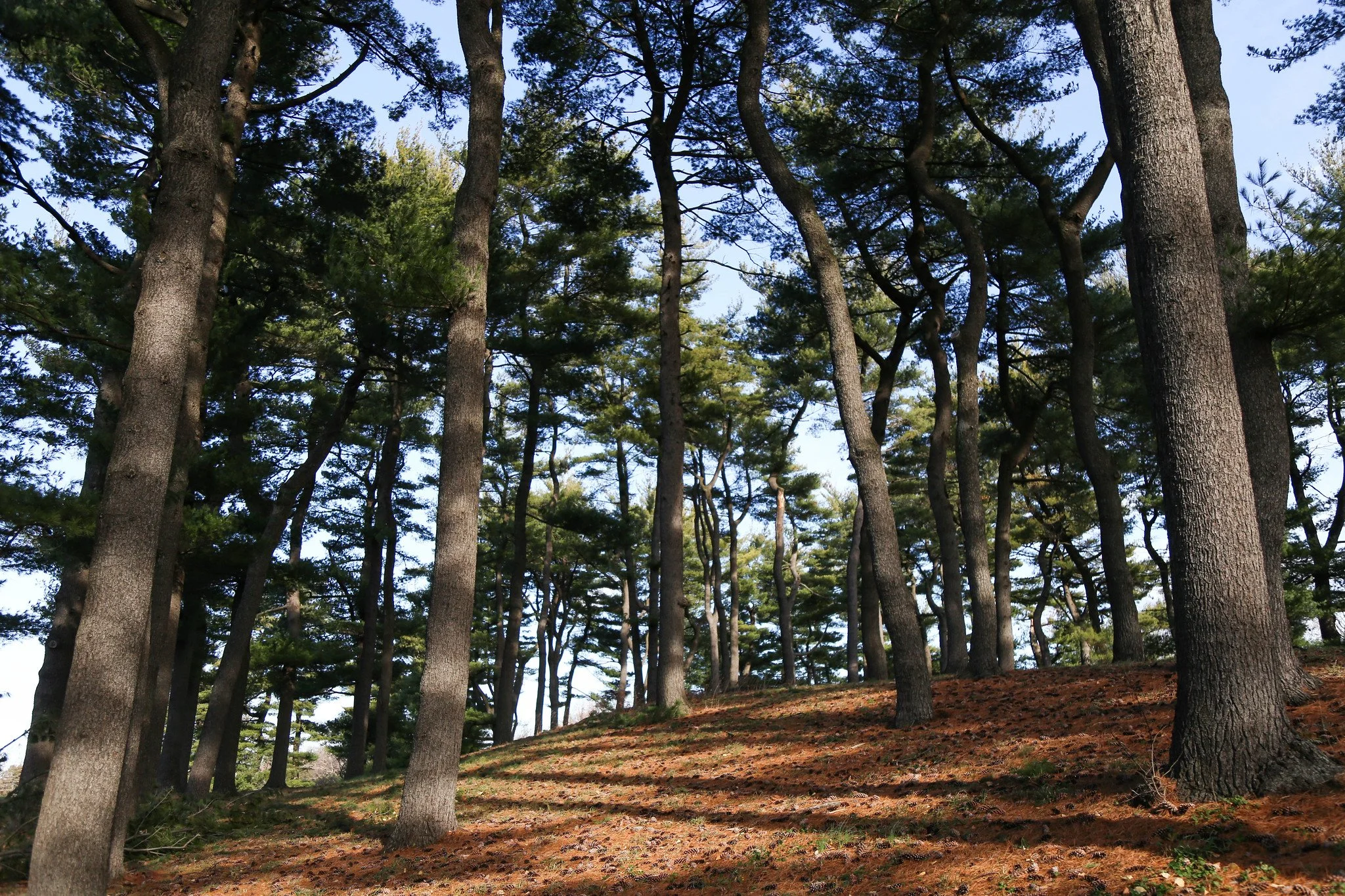 New York Botanical Garden