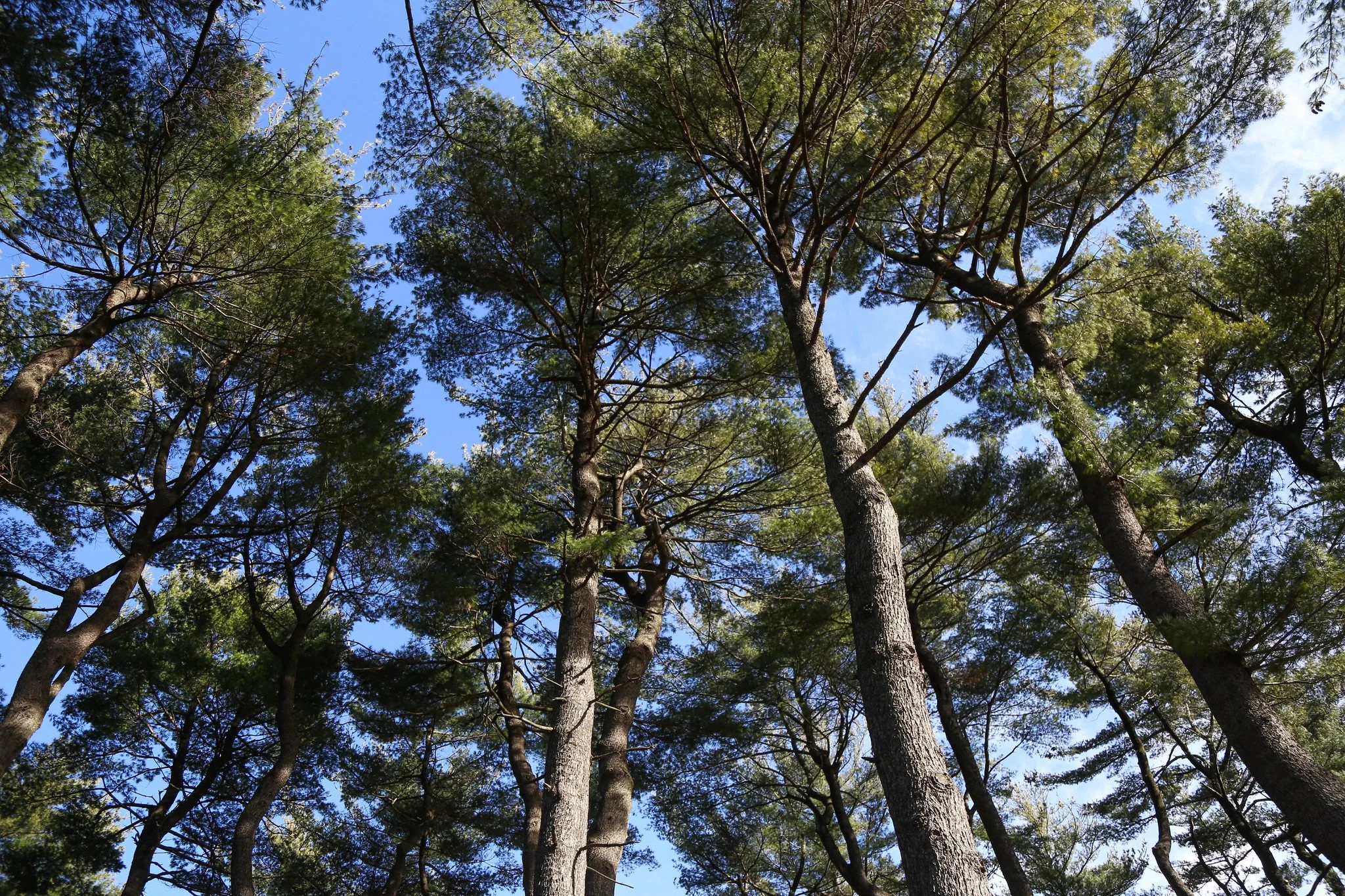 New York Botanical Garden