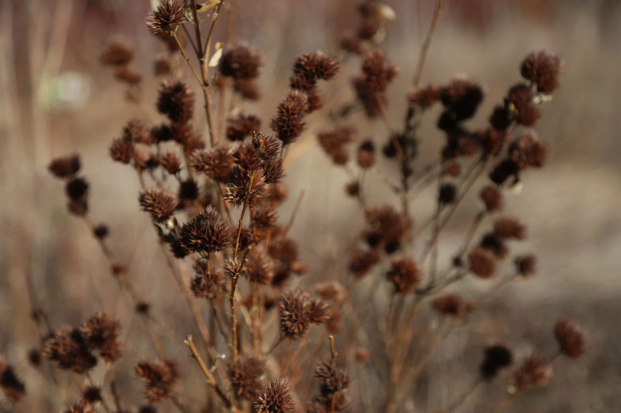 New York Botanical Garden