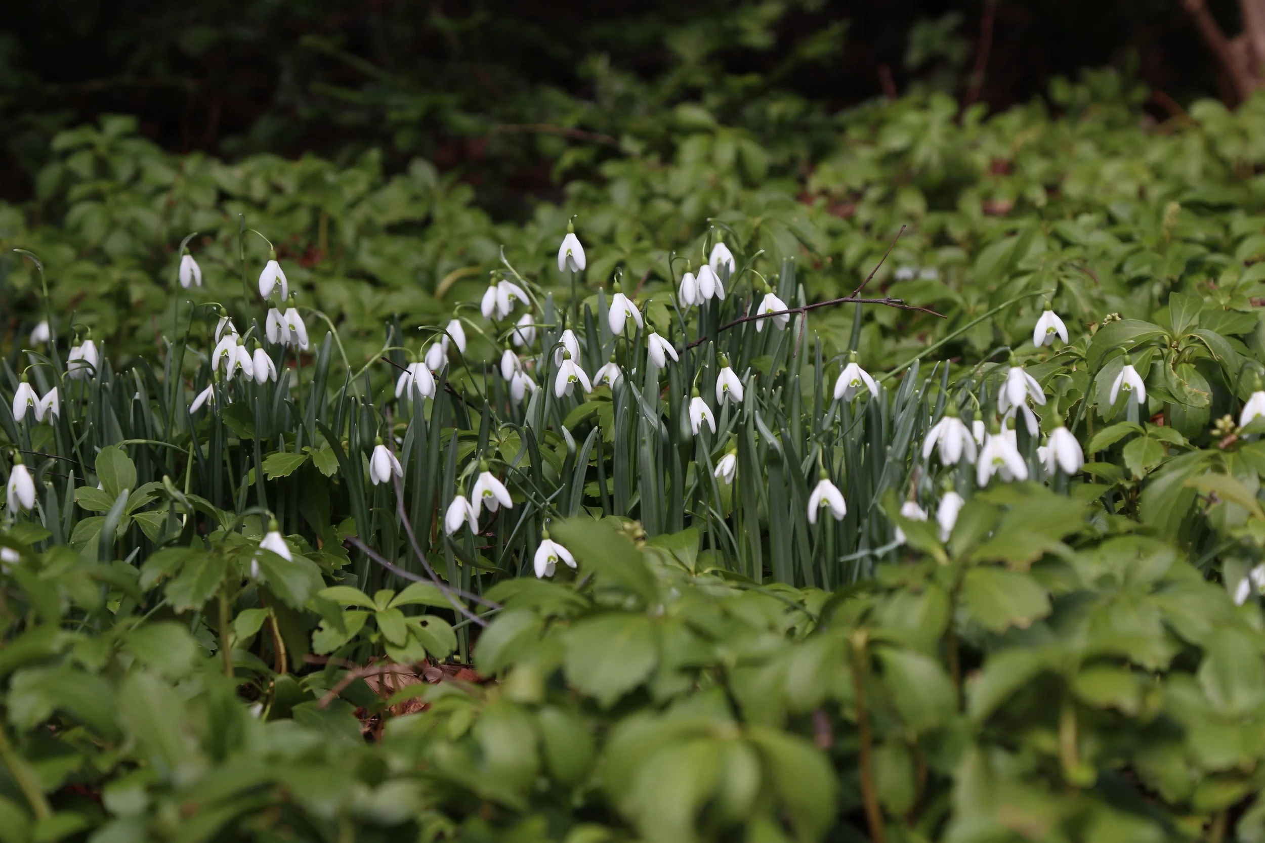 New York Botanical Garden, Spring is on the way, March 14, 2026