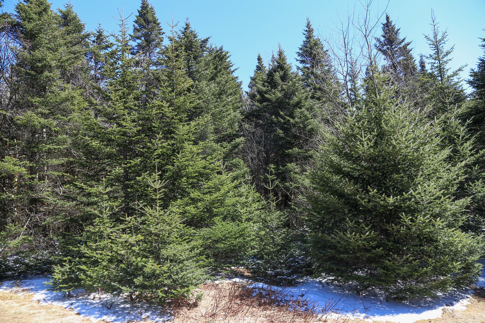 Catskills, Balsam Lake Mountain Fire Tower Hike