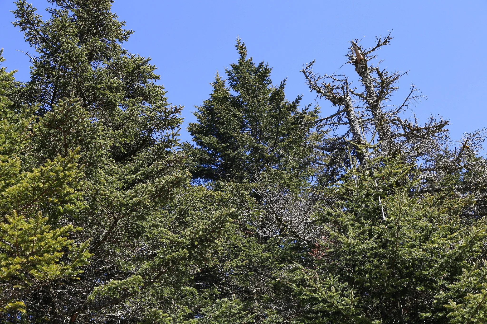 Catskills, Balsam Lake Mountain Fire Tower Hike