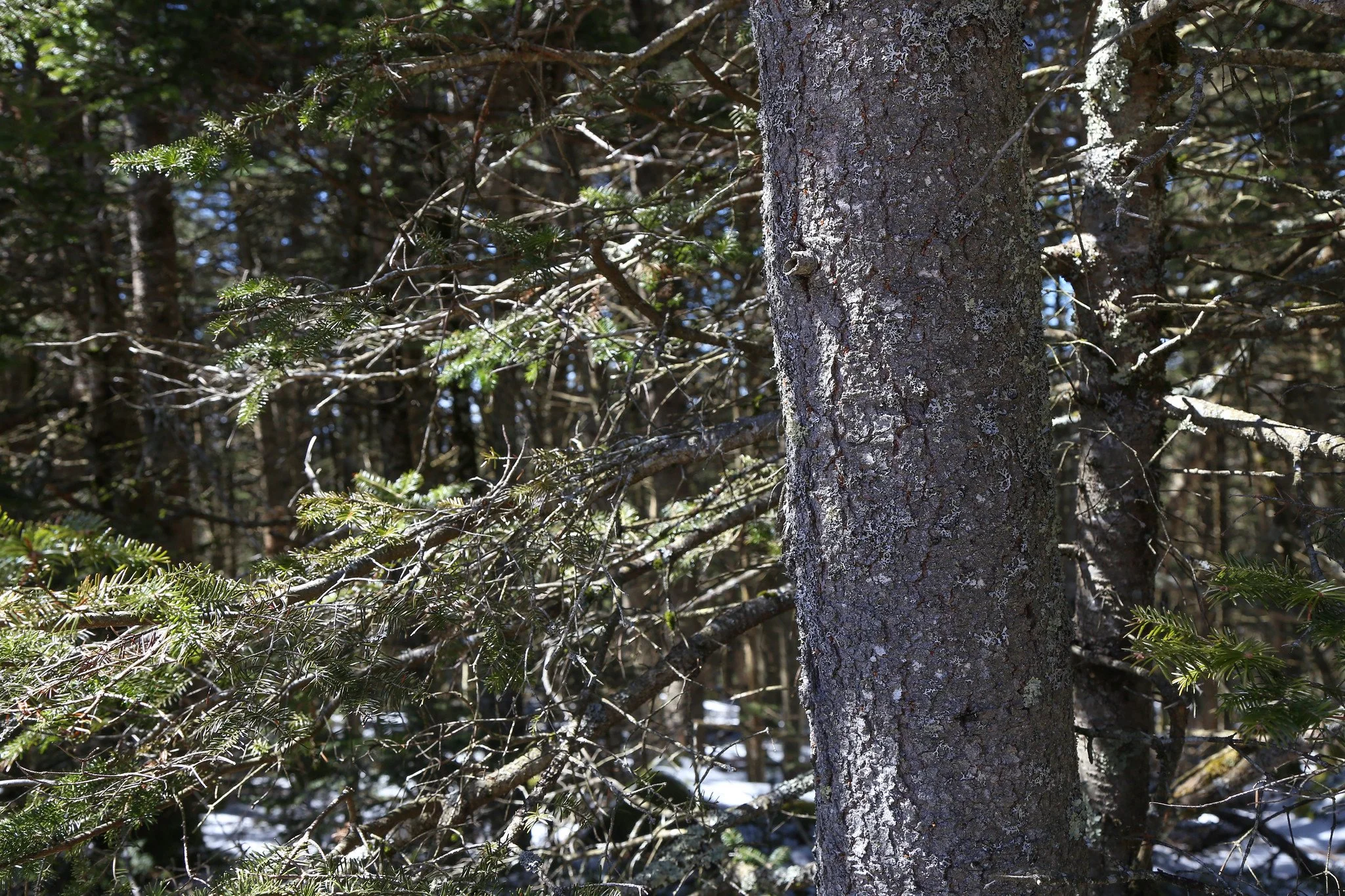 Catskills, Balsam Lake Mountain Fire Tower Hike