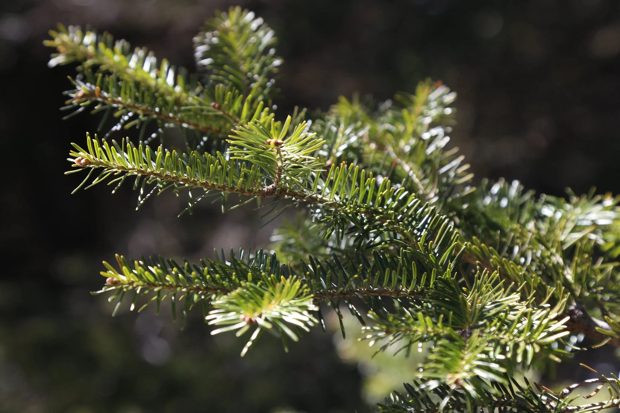 Catskills, Balsam Lake Mountain Fire Tower Hike