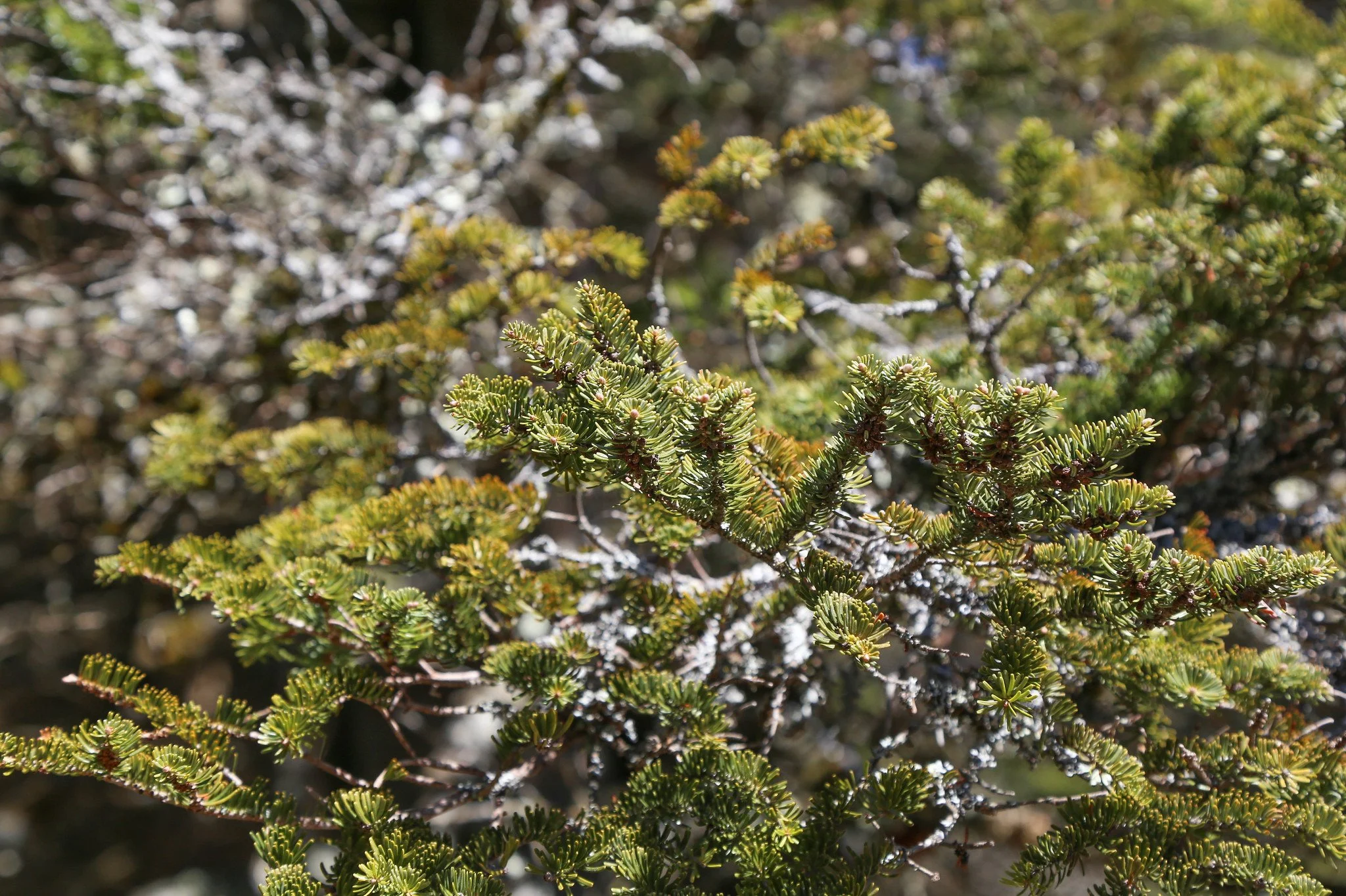 Catskills, Balsam Lake Mountain Fire Tower Hike